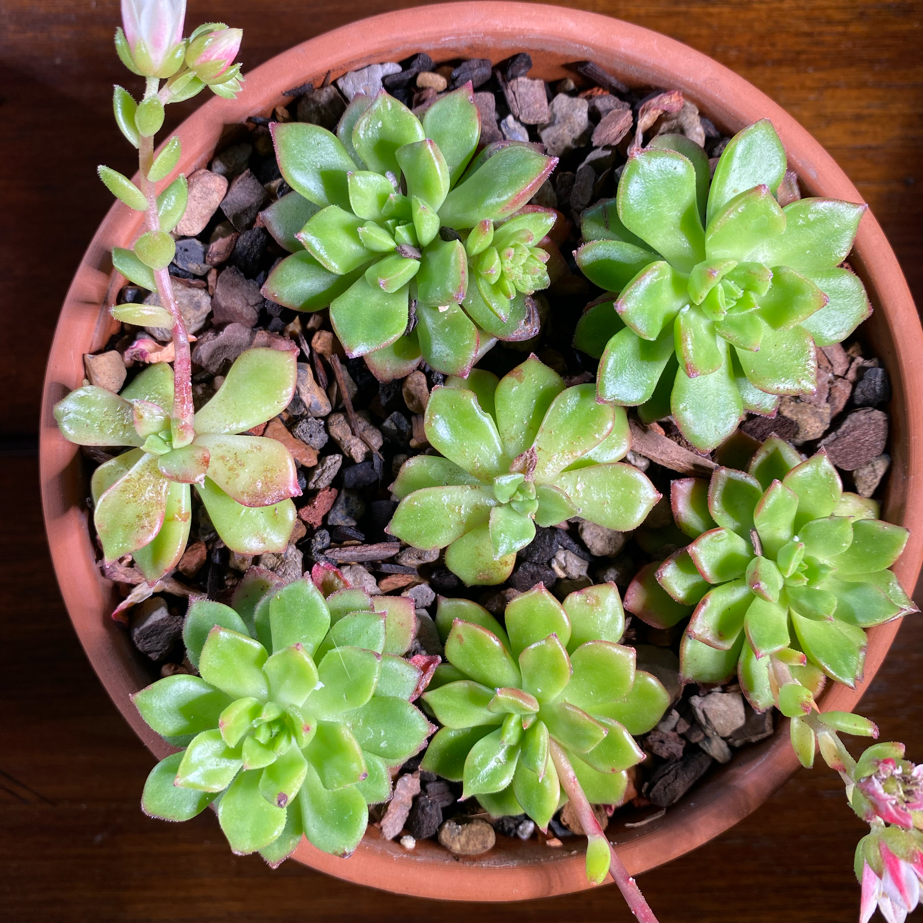 Potted Sedeveria 'Letizia' with multiple green rosettes and some red tips.