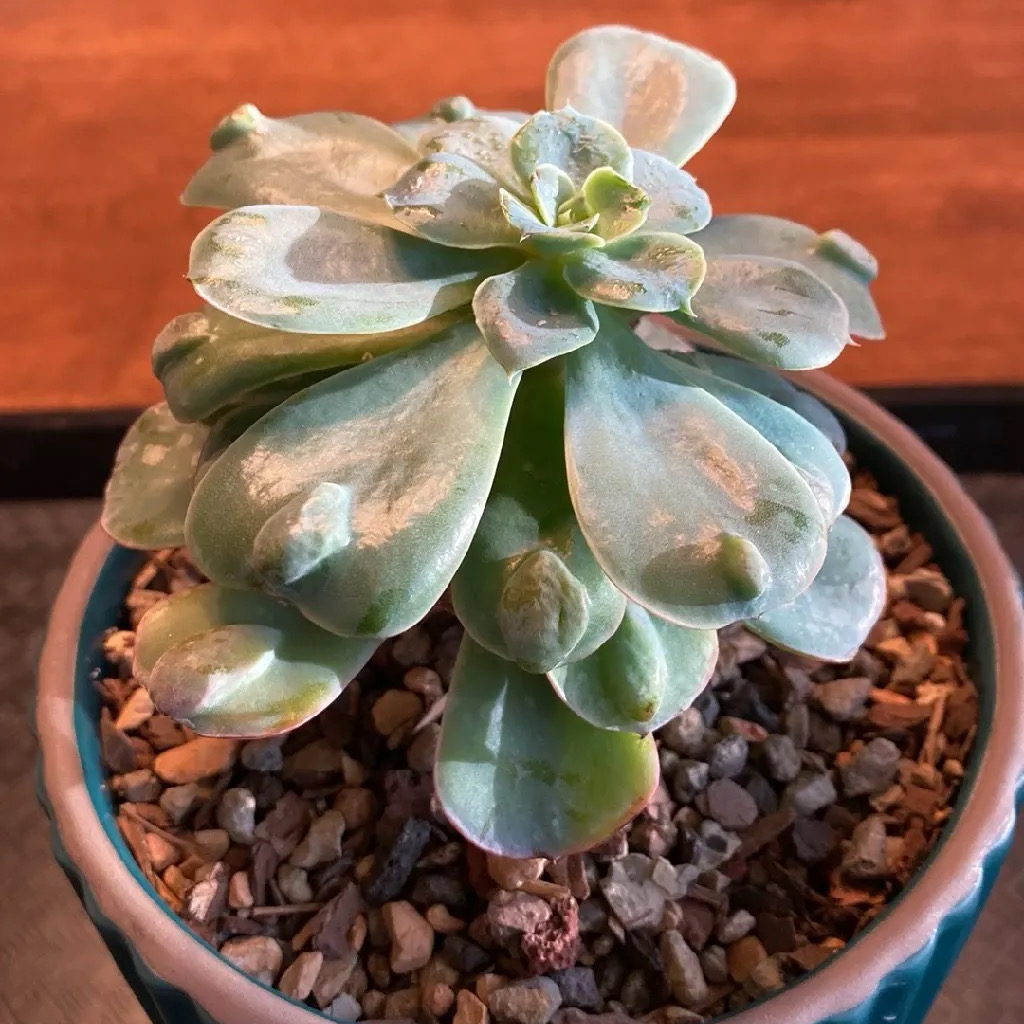 Raindrops Echeveria succulent in a pot with gravelly soil, appears healthy.