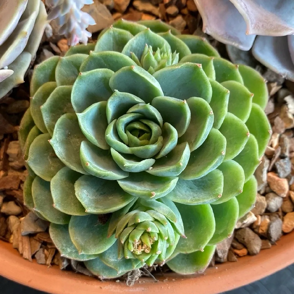 Healthy Echeveria 'Lime n' Chile' succulent plant in a pot with visible soil.