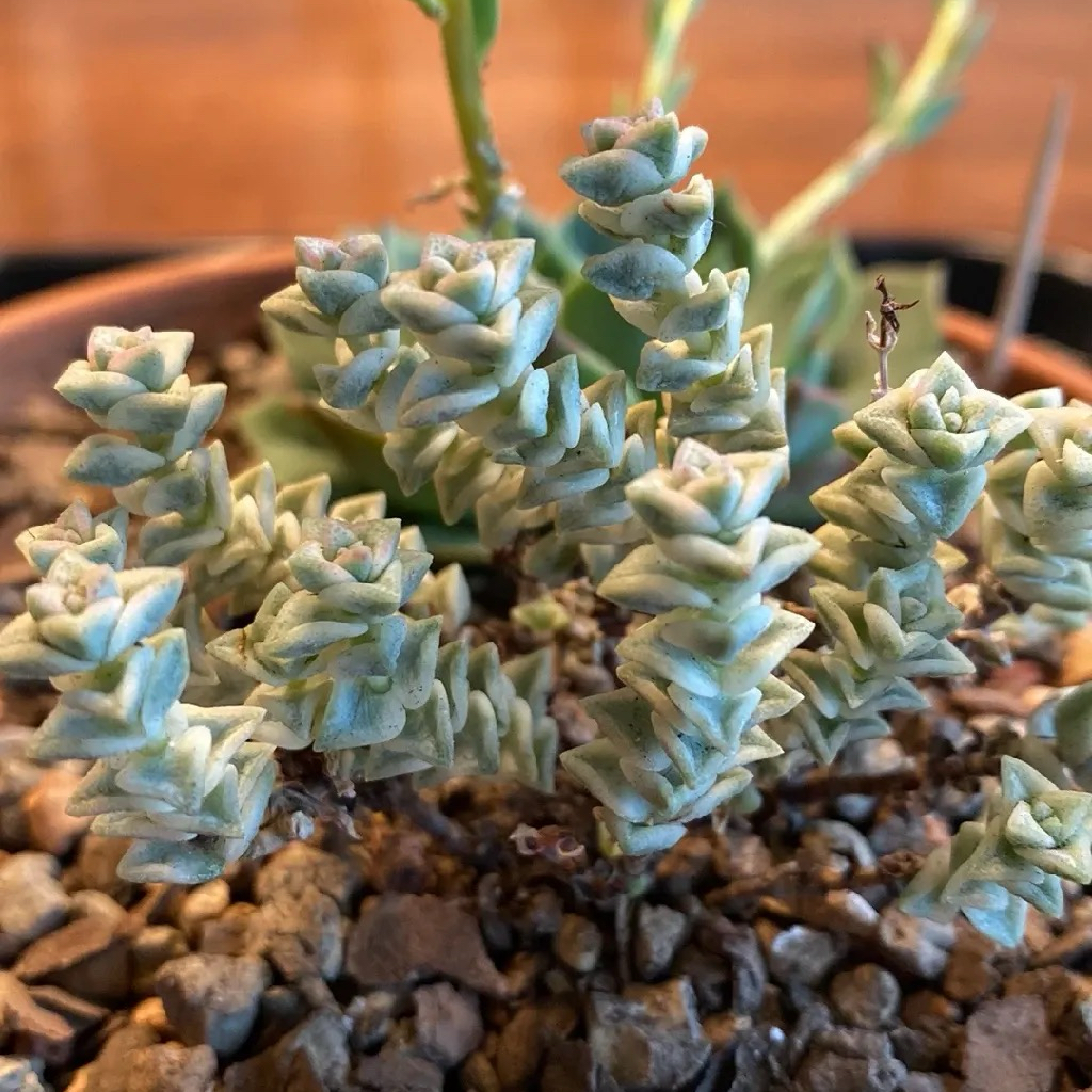 Close-up of a healthy Tom Thumb succulent with visible well-draining soil.