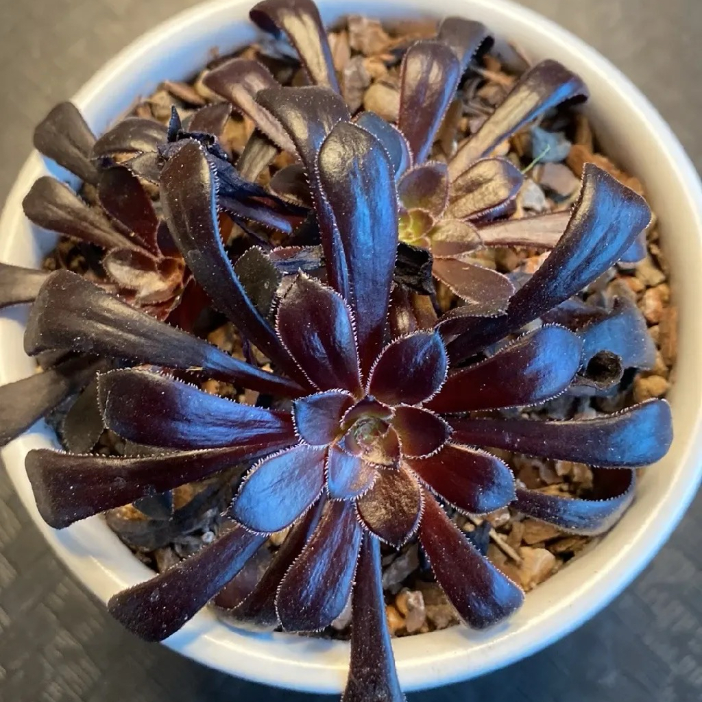 Potted Aeonium arboreum 'Zwartkop' with dark, glossy leaves in a white pot.