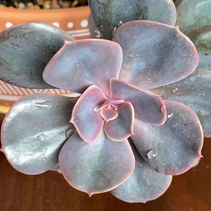 Healthy Echeveria 'Purple Pearl' succulent with plump, vibrant leaves.