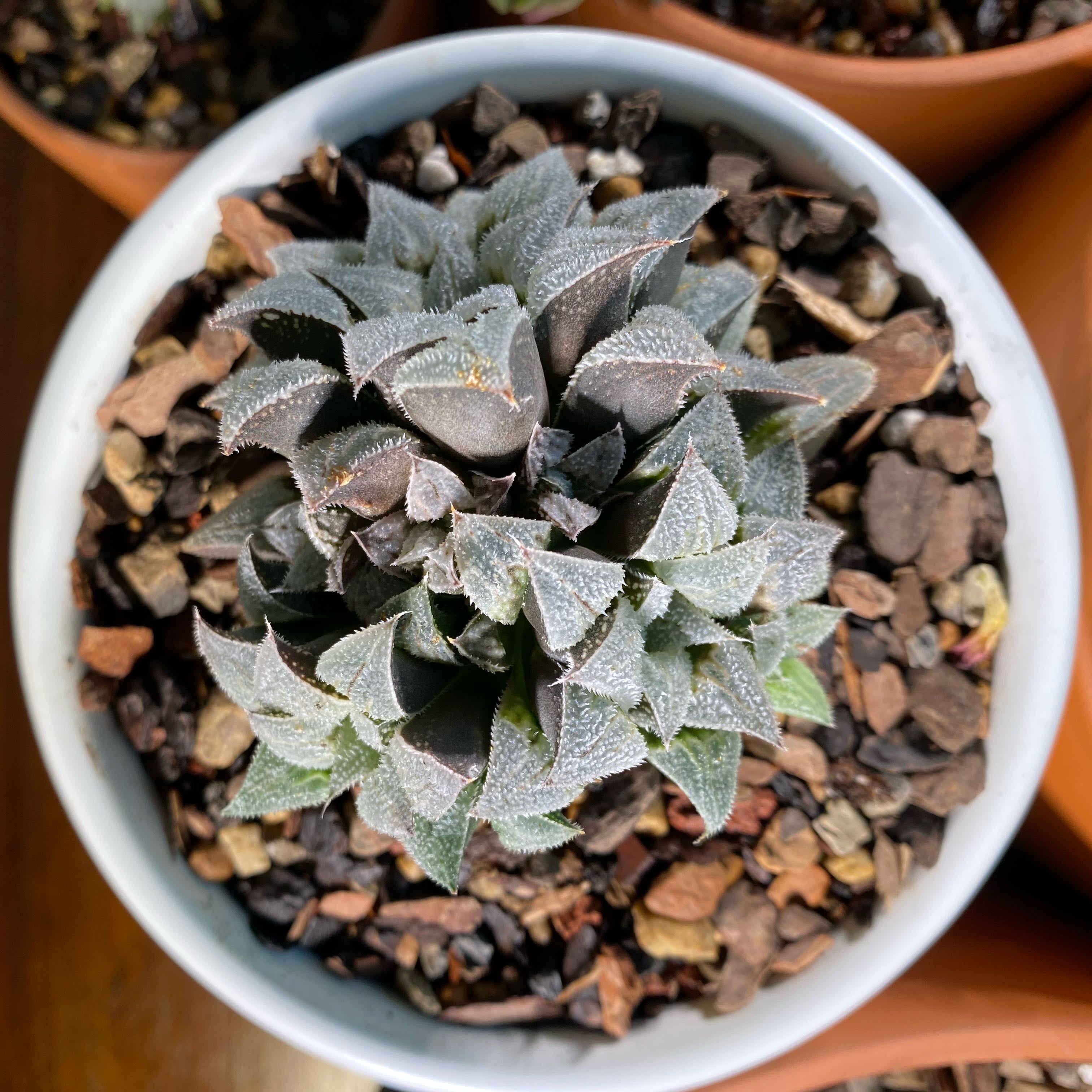 Photo of the plant species Haworthia emelyae by @ComicSaguaro named Osmo on Greg, the plant care app