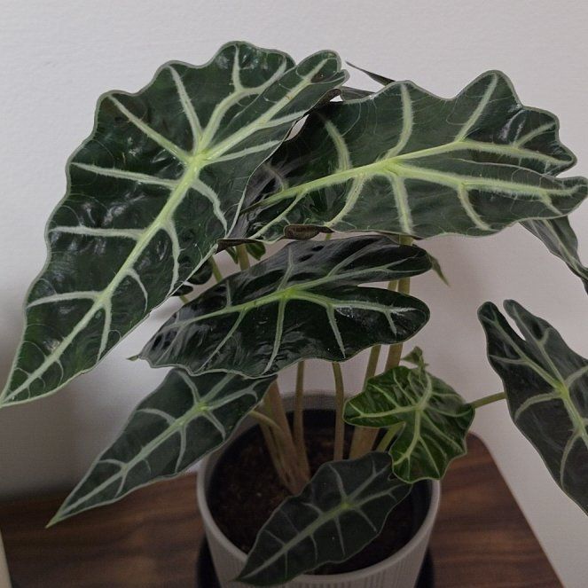 Photo of the plant species Alocasia by @UnafraidNoni named Einstein on Greg, the plant care app