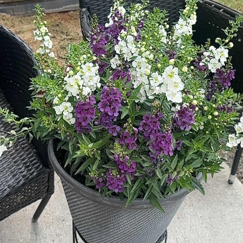Photo of the plant species Brompton Stock by @VocalCornbind named Pax back on Greg, the plant care app