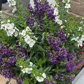 Photo of the plant species Brompton Stock by @VocalCornbind named Pax front on Greg, the plant care app