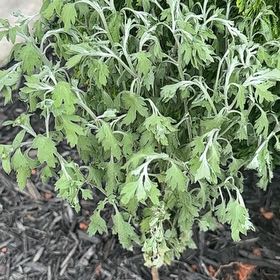 Photo of the plant species Naughty Man by @VocalCornbind named Keanu Leaves on Greg, the plant care app