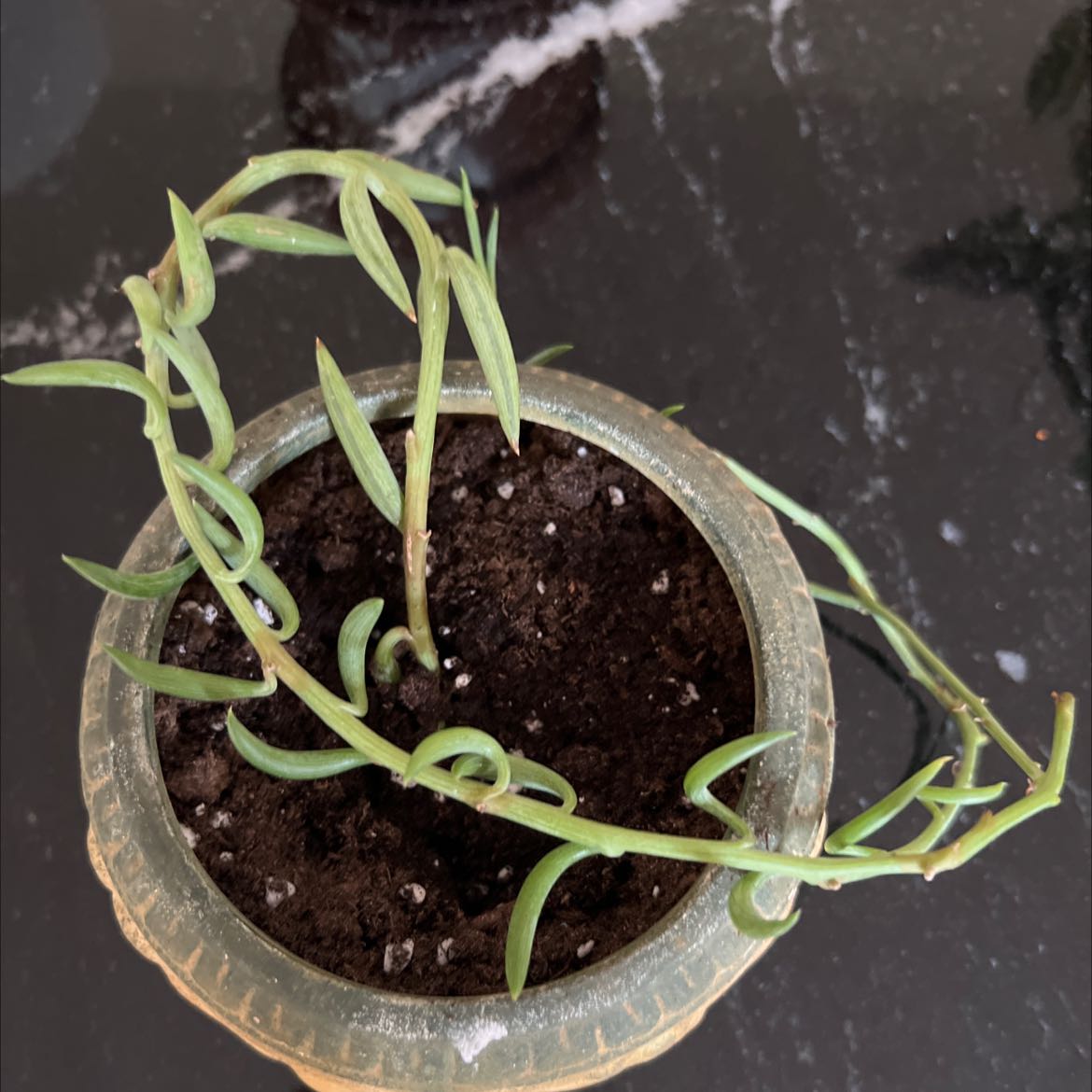 Healthy String of Bananas plant in a clear plastic pot with moist soil, long cascading stems, and small green banana-shaped leaves.