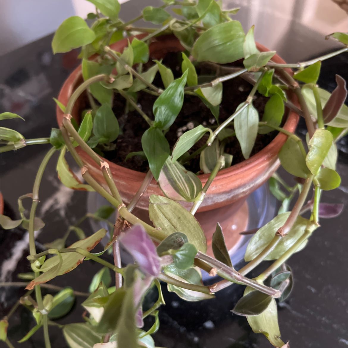 Healthy Small-leaf Spiderwort plant with thin green trailing leaves in a terracotta pot, soil visible