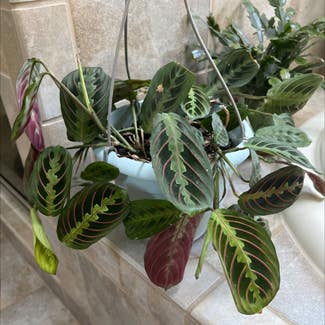 Red Prayer Plant plant in Catonsville, Maryland