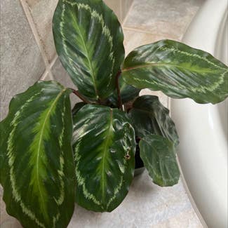 Calathea plant in Catonsville, Maryland