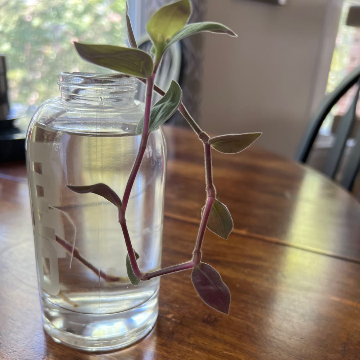 Healthy young purple heart plant cutting with vibrant purple leaves propagating in a small glass jar of water.