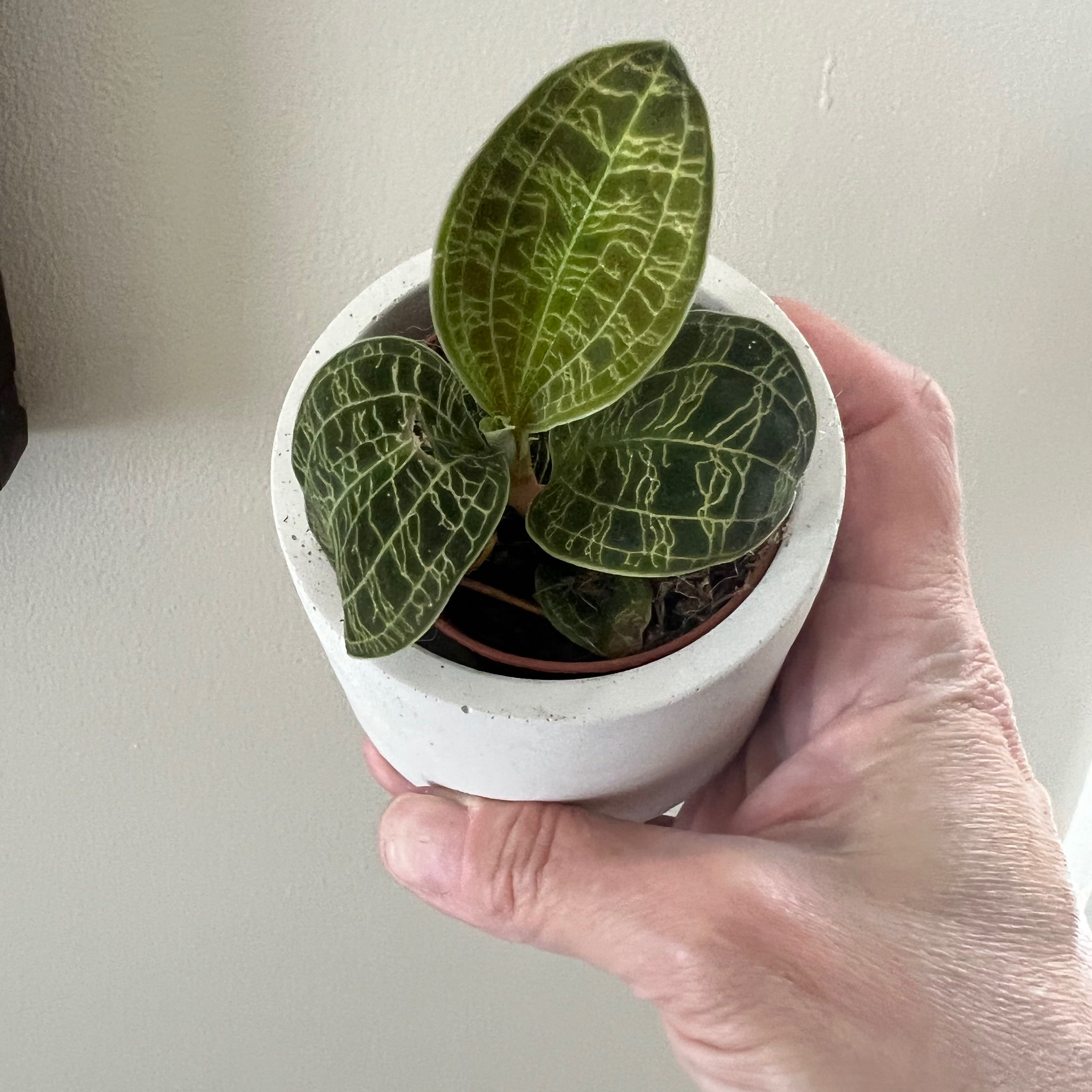 Lightning Bolt Jewel Orchid in a white pot held by a hand, showing vibrant green leaves with white veining.