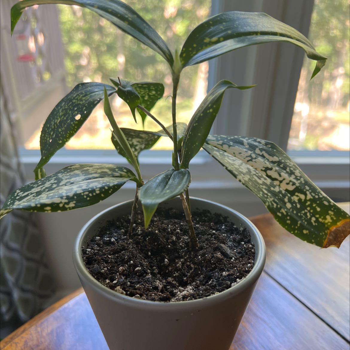 Healthy gold dust dracaena plant with yellow-spotted green leaves in a plastic nursery pot filled with dark soil, well-framed and in focus.