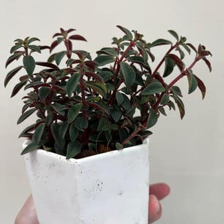 Peperomia Red Log plant in Catonsville, Maryland