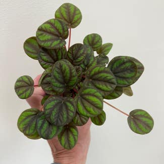 Peperomia 'Peppermill' plant in Catonsville, Maryland
