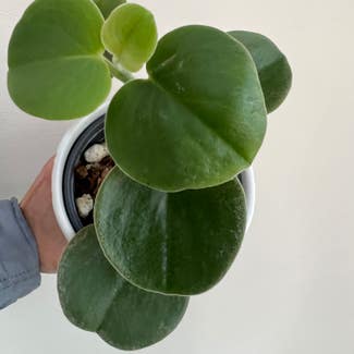 Felted Peperomia plant in Catonsville, Maryland