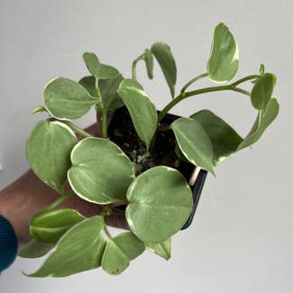 Variegated Peperomia Scandens plant in Catonsville, Maryland