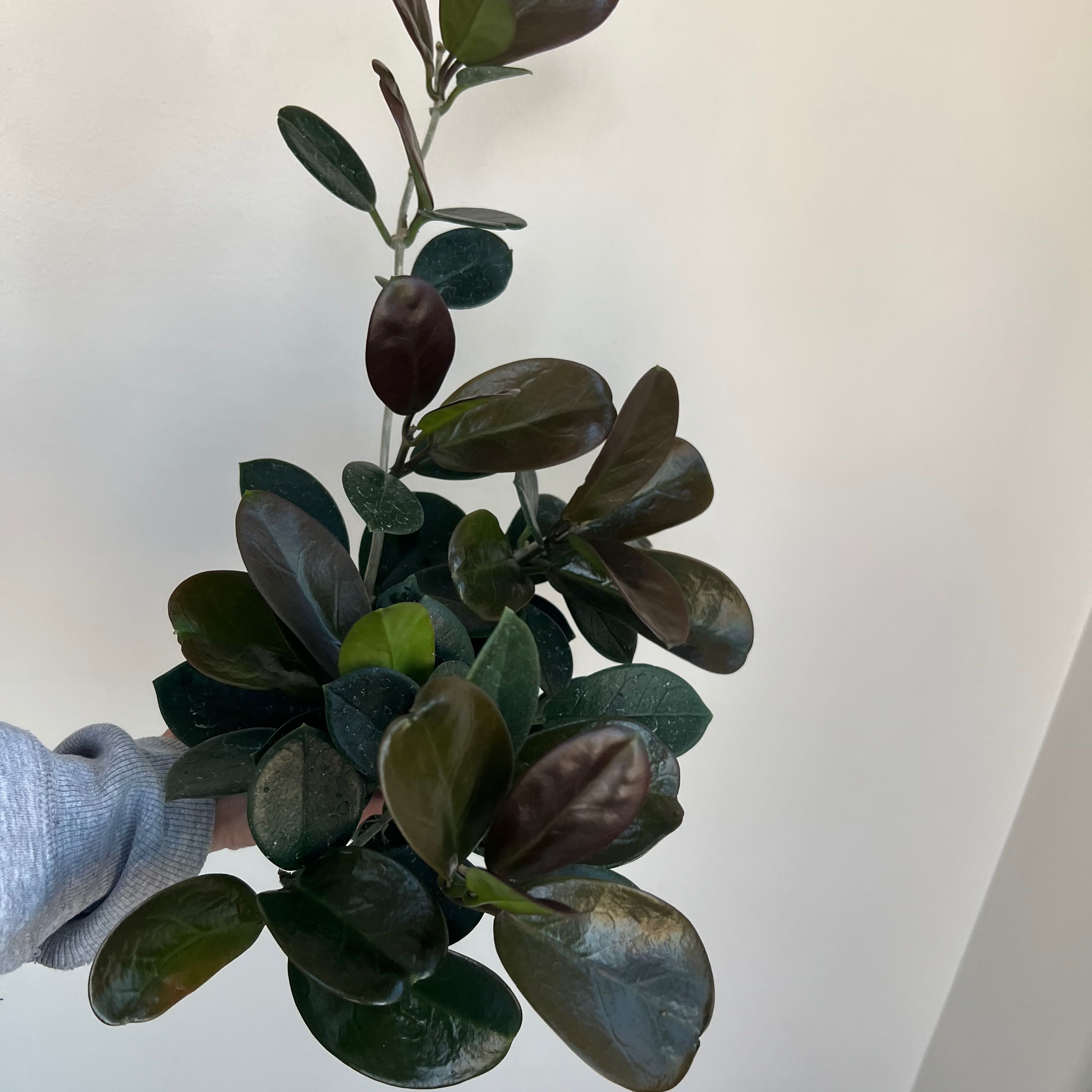 Waxvine plant with dark green, glossy leaves held by a hand.