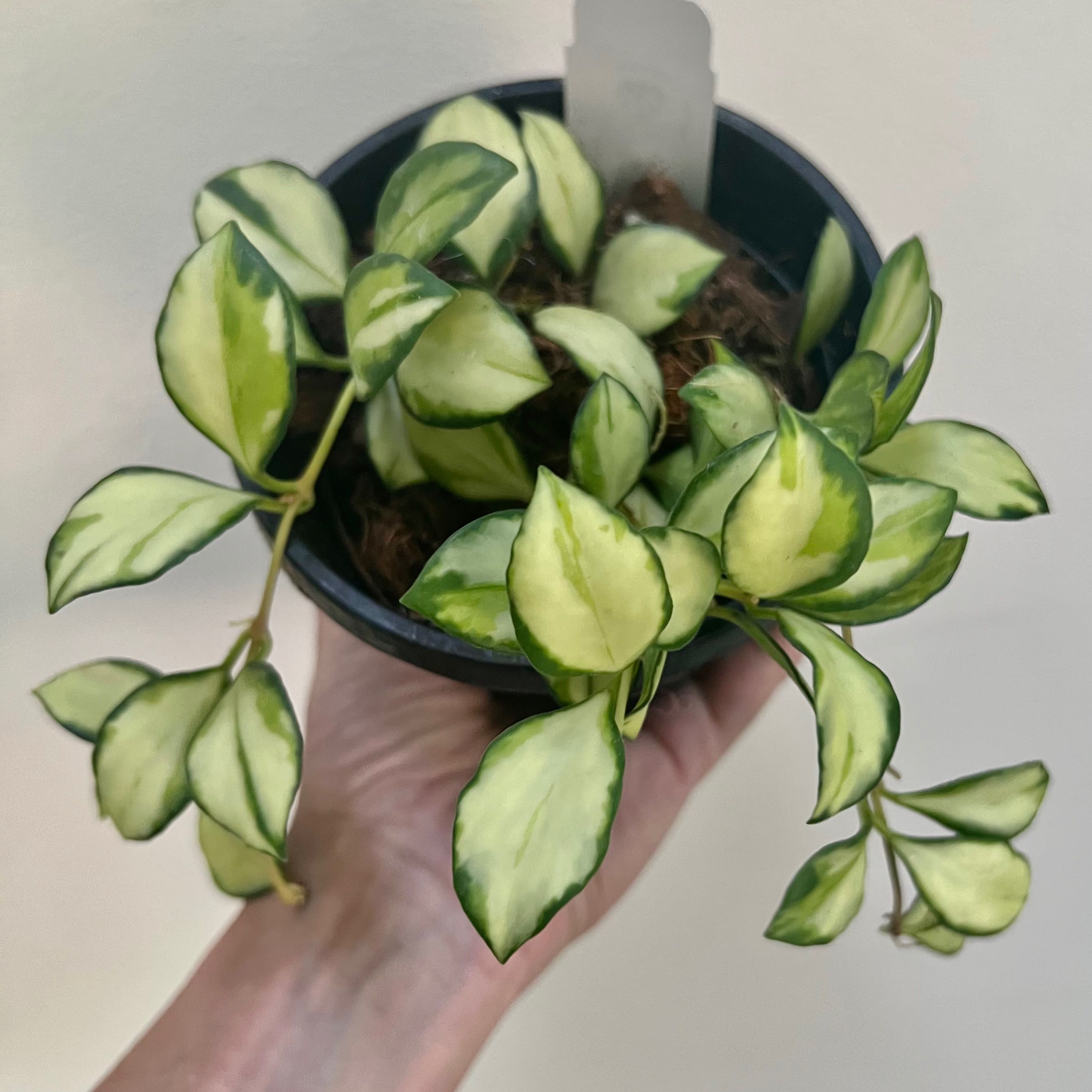 Hoya heuschkeliana variegata plant with variegated leaves in a small pot, held by a hand.