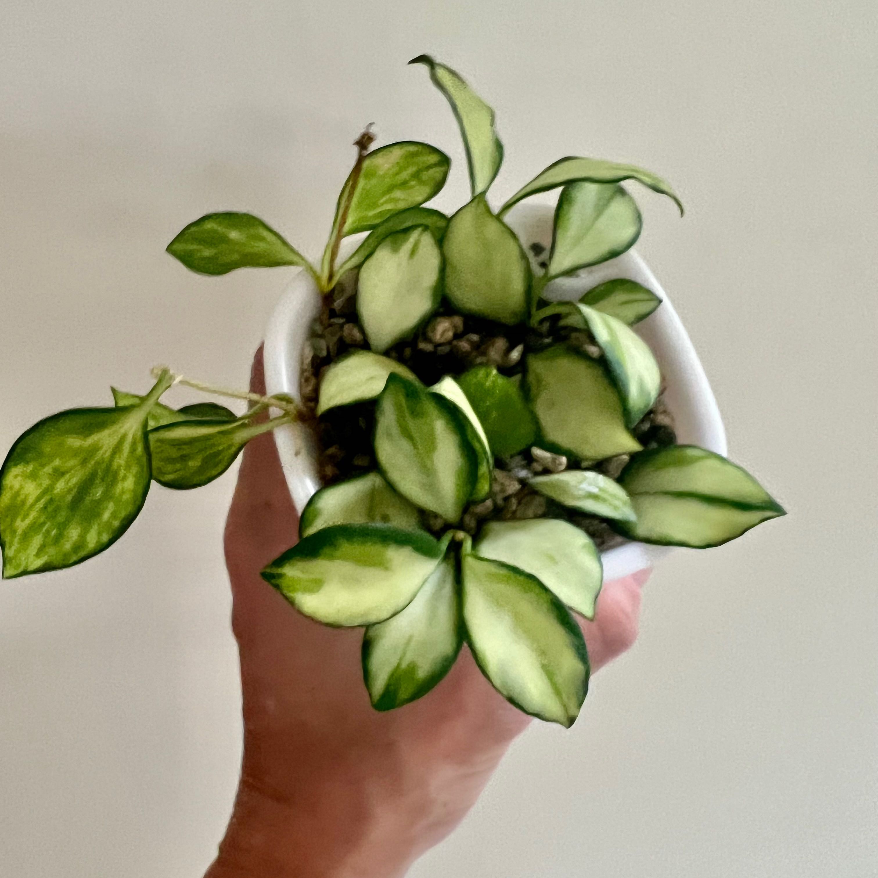 Hoya heuschkeliana variegata plant held by a hand, showing healthy variegated leaves.