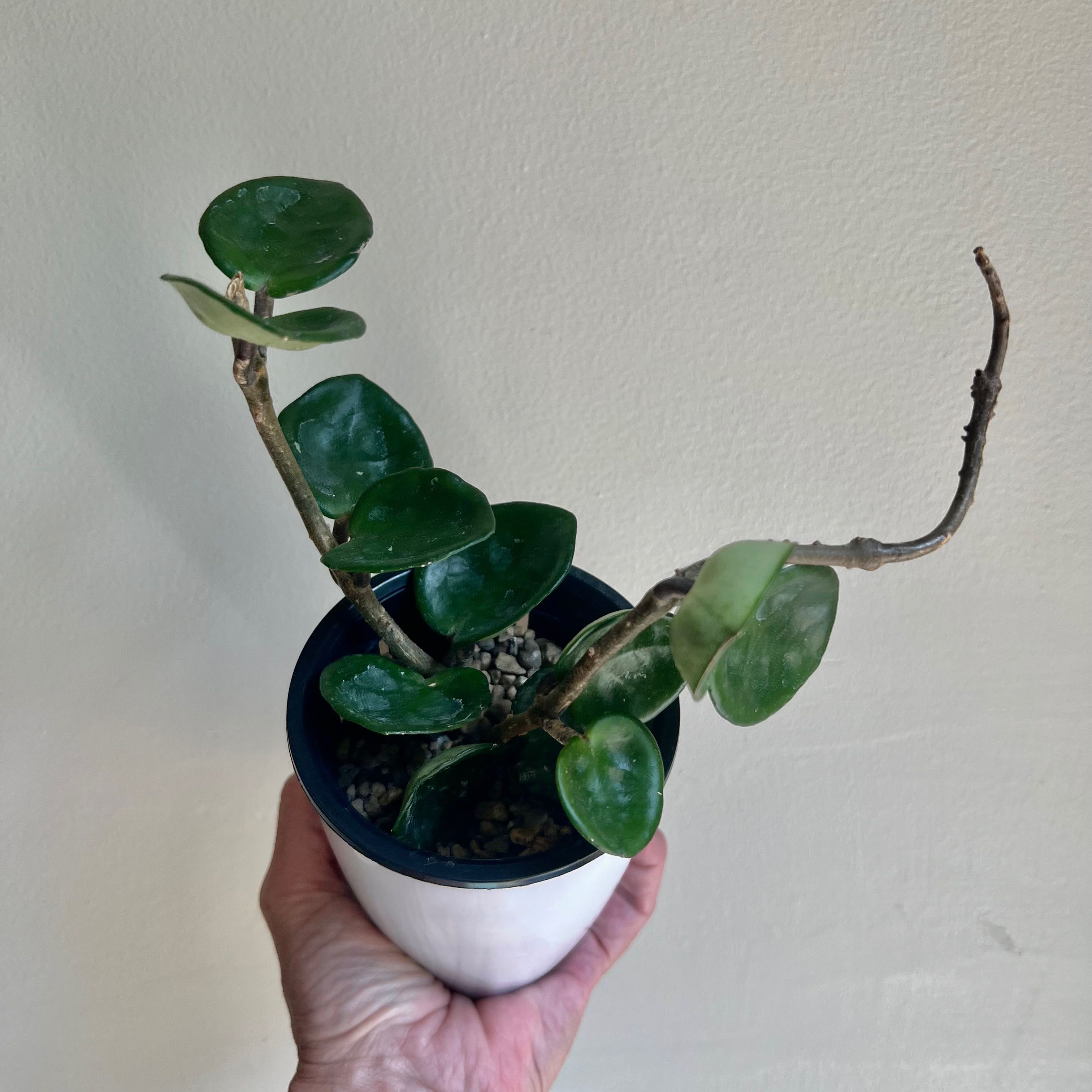Potted Chelsea Hoya plant with thick, waxy leaves. Hand holding the pot.