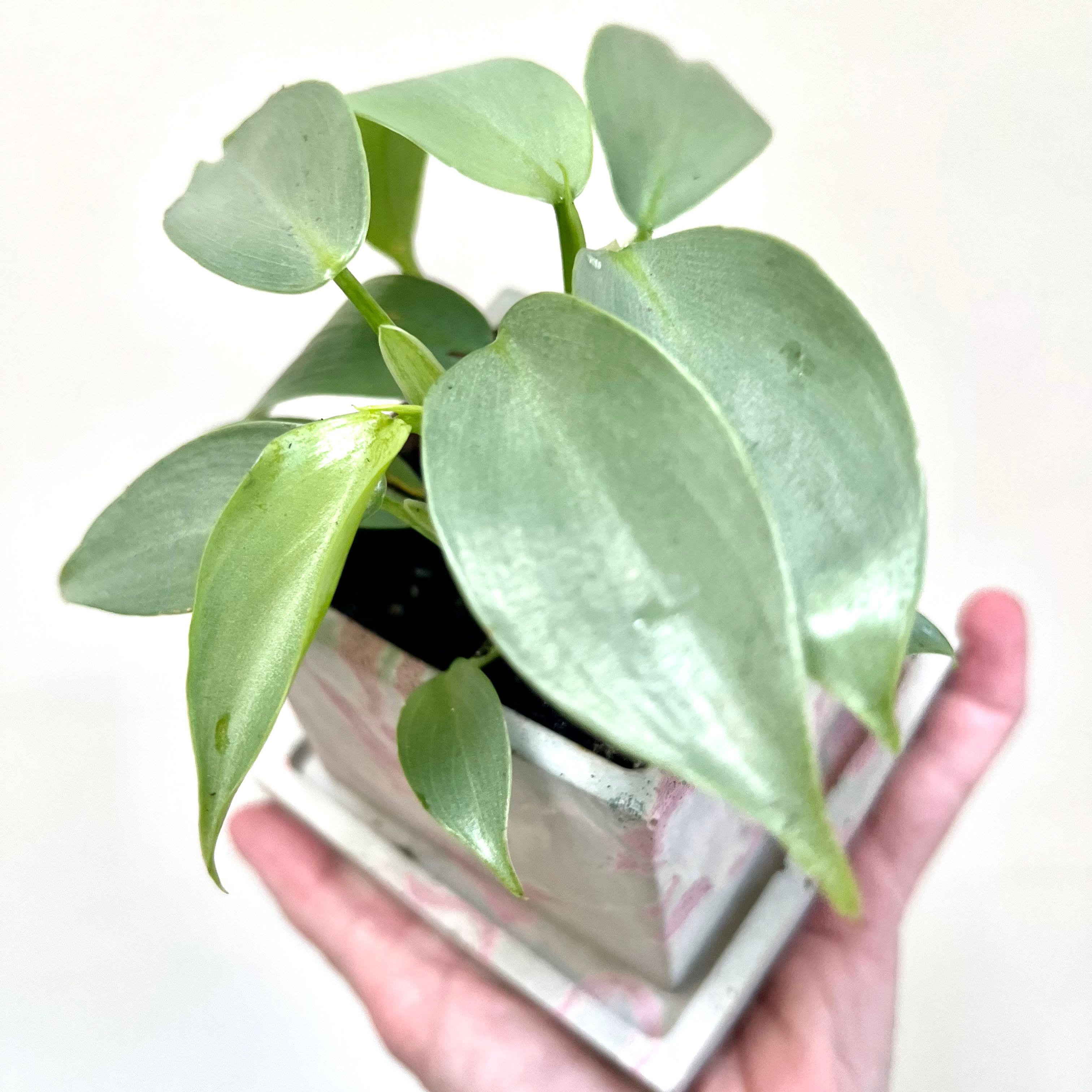 Silver Sword Philodendron plant held by a hand, showing healthy silvery-green leaves.