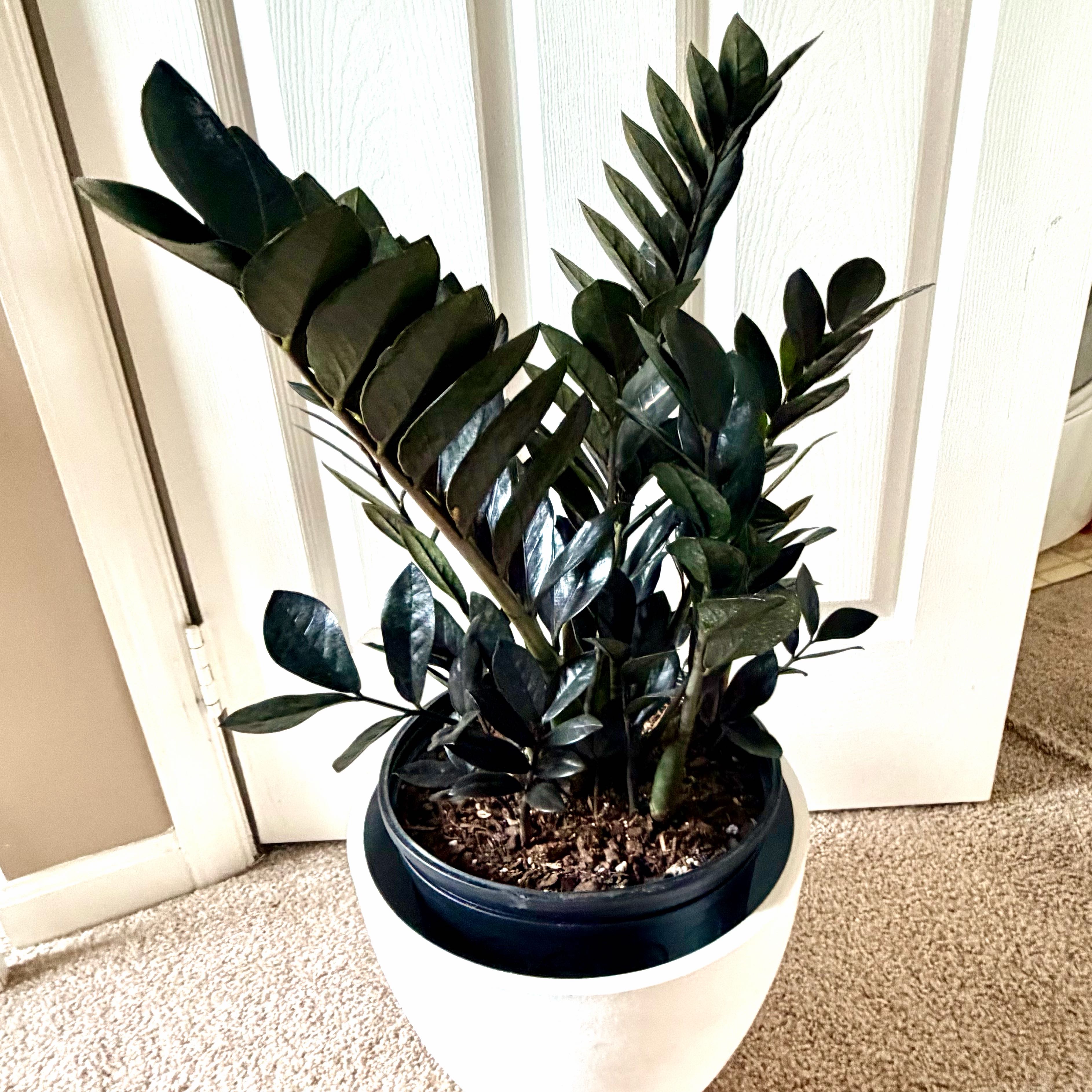 Photo of the plant species ZZ Oscura by @Lynnja named ZZ - Raven on Greg, the plant care app