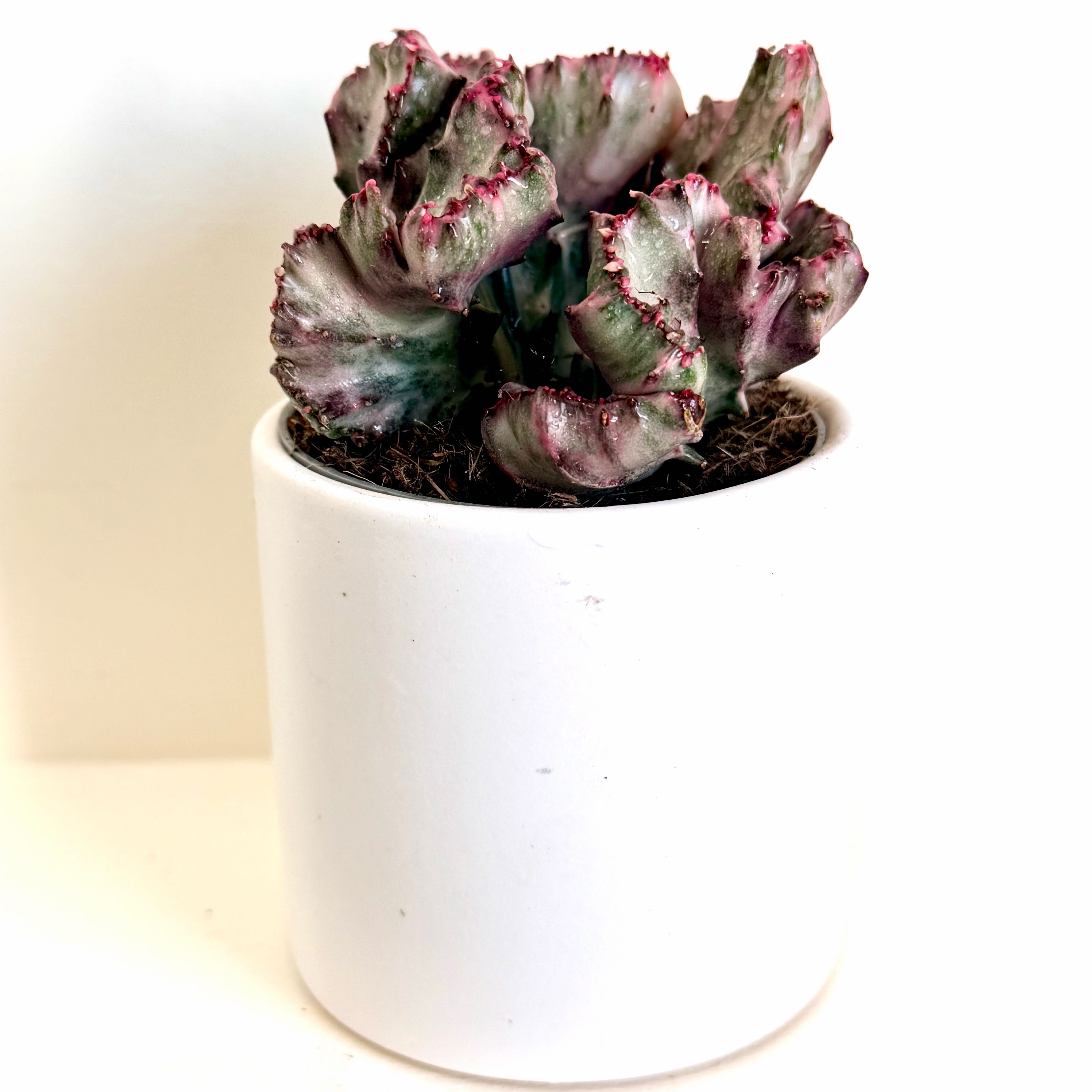 Photo of the plant species Green Coral Cactus by @Lynnja named Crested Euphorbia on Greg, the plant care app