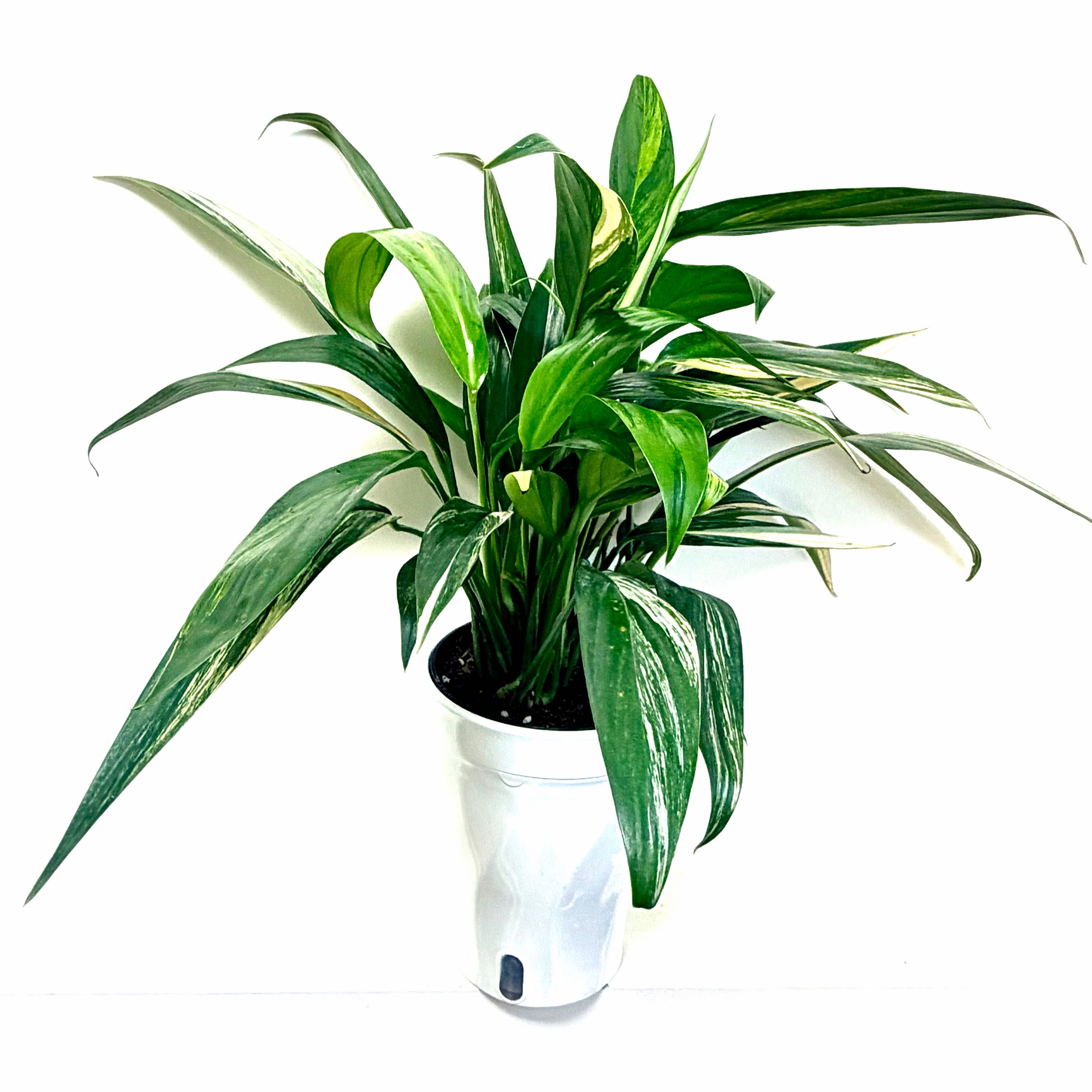 Photo of the plant species Pothos amplifolia by @Lynnja named Pothos - Variegated Silver Streak on Greg, the plant care app