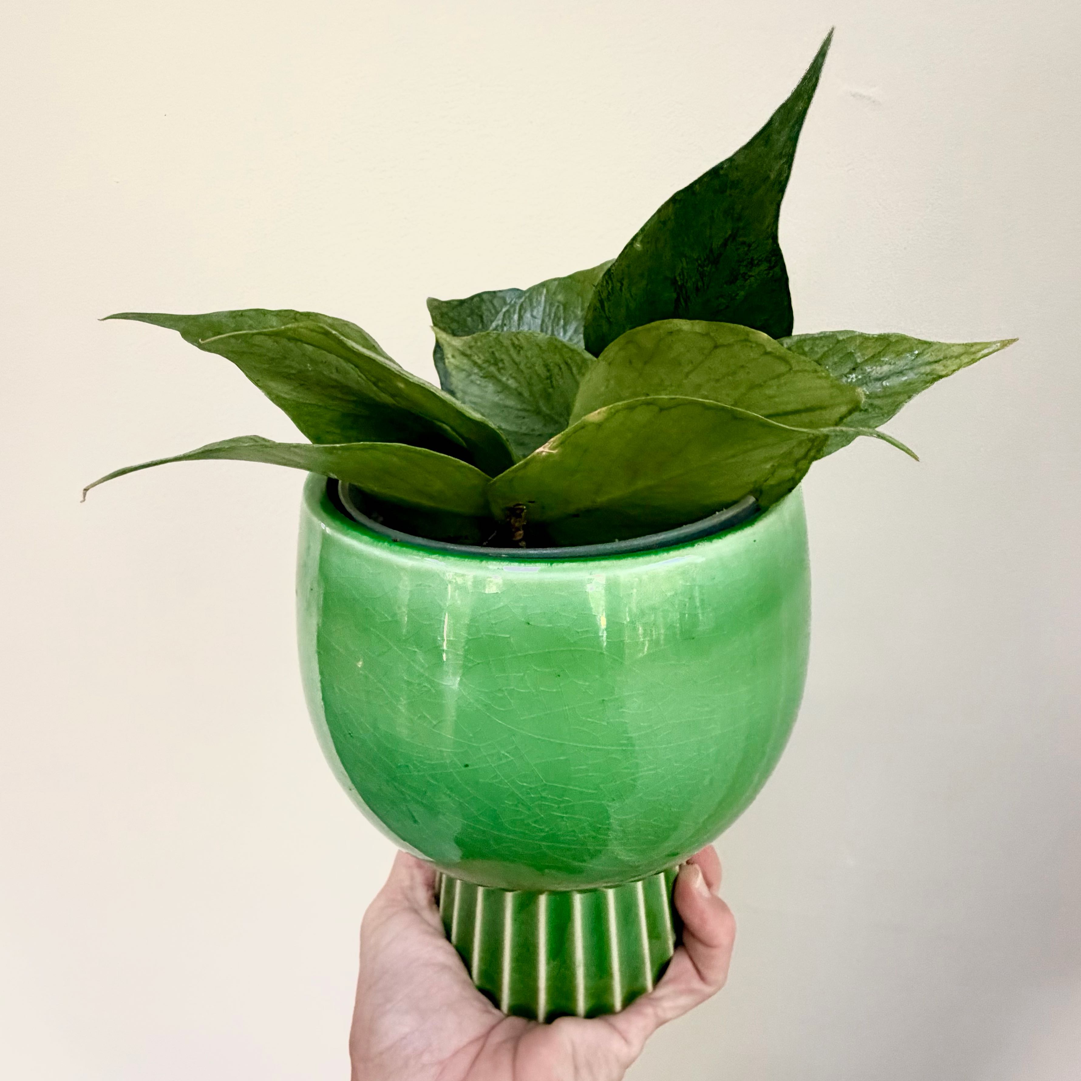 Photo of the plant species Broget Hoya by @Lynnja named Hoya - Polyneura Broget small on Greg, the plant care app