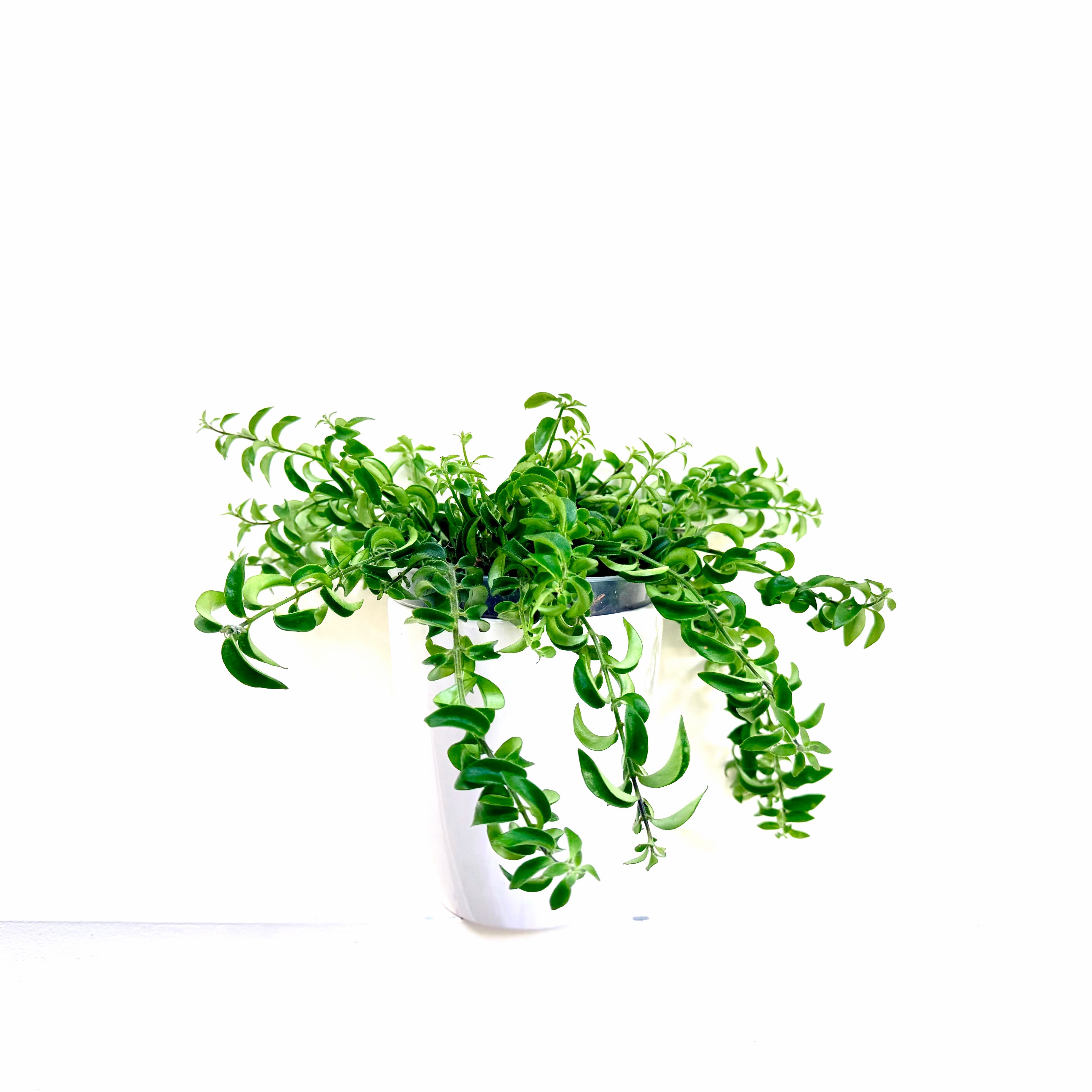 Photo of the plant species Twisted Lipstick Plant by @Lynnja named Lipstick - Rasta on Greg, the plant care app