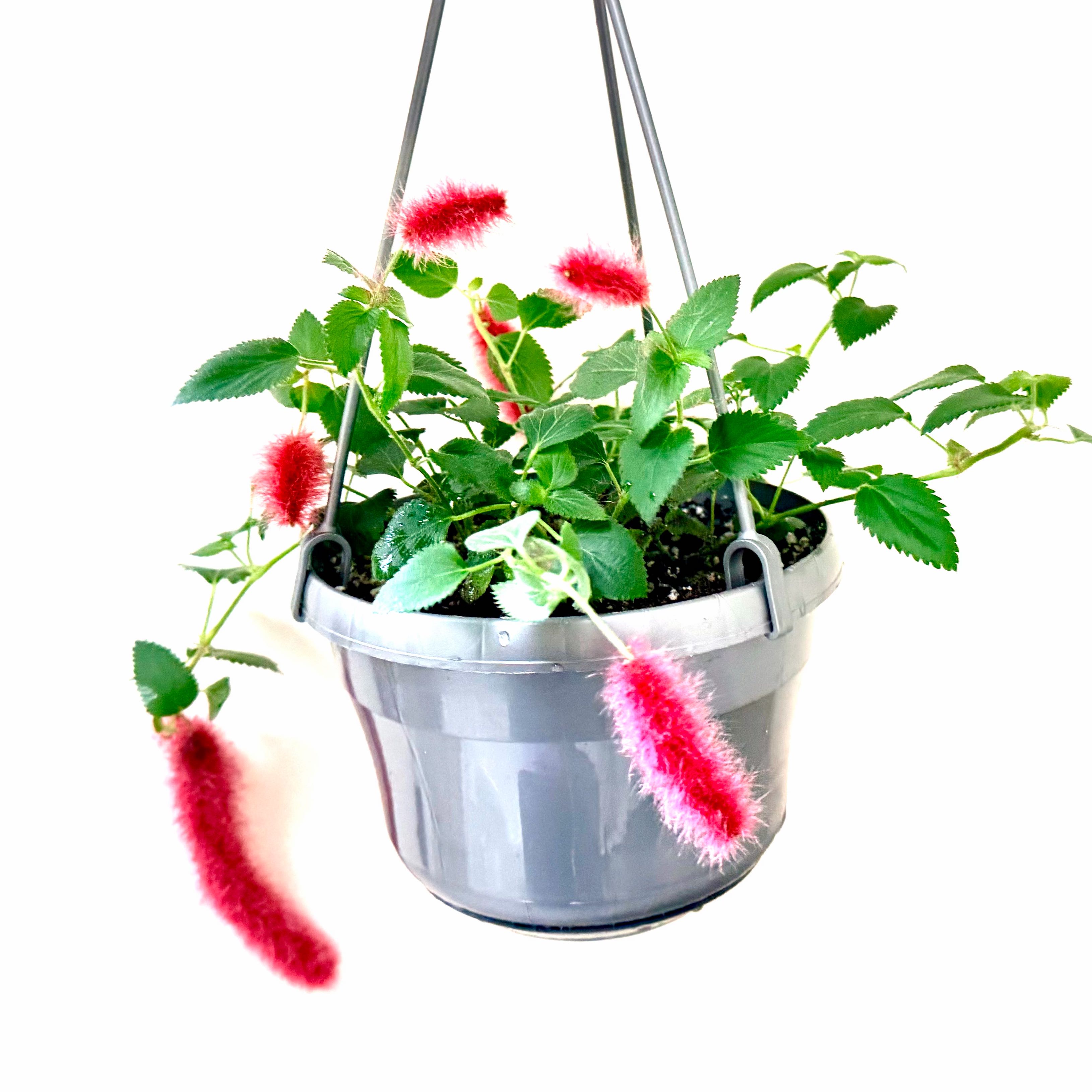 Photo of the plant species Chenille Plant by @Lynnja named Chenille Plant on Greg, the plant care app