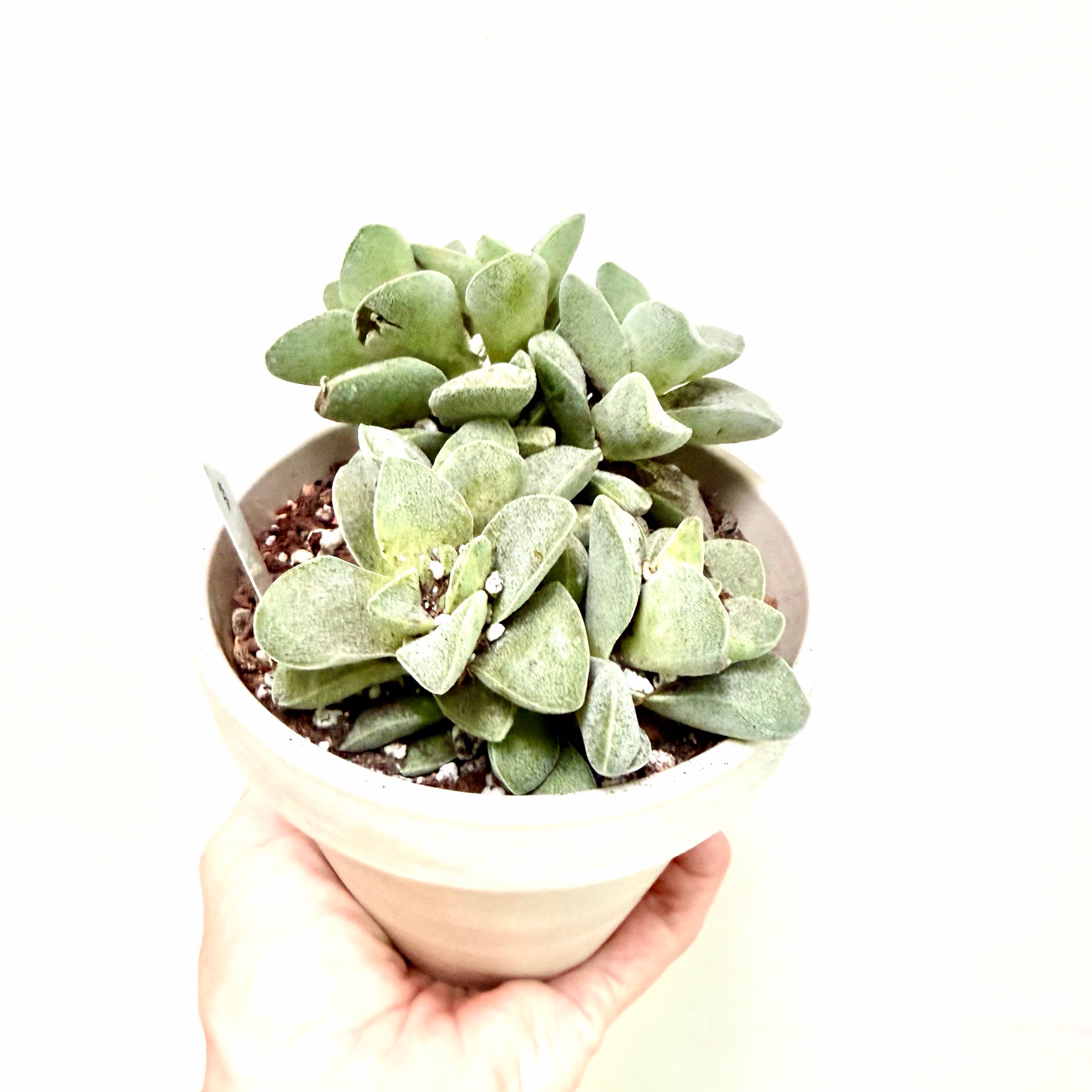 Photo of the plant species Crassula 'Springtime' by @Lynnja named Morgan’s Beauty Springtime Crassula on Greg, the plant care app