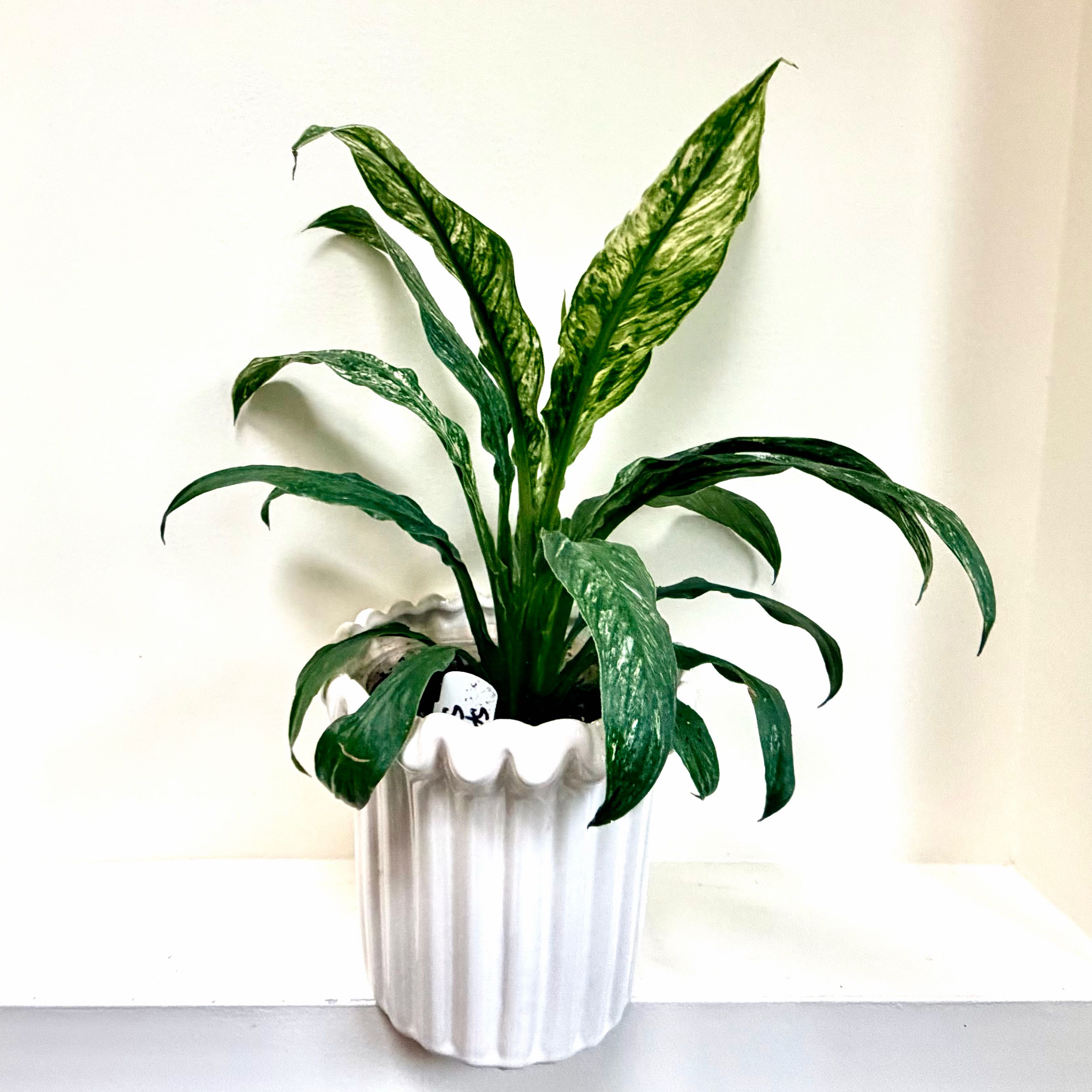 Photo of the plant species Sensation Peace Lily by @Lynnja named Peace Lily - Variegated Sensation on Greg, the plant care app