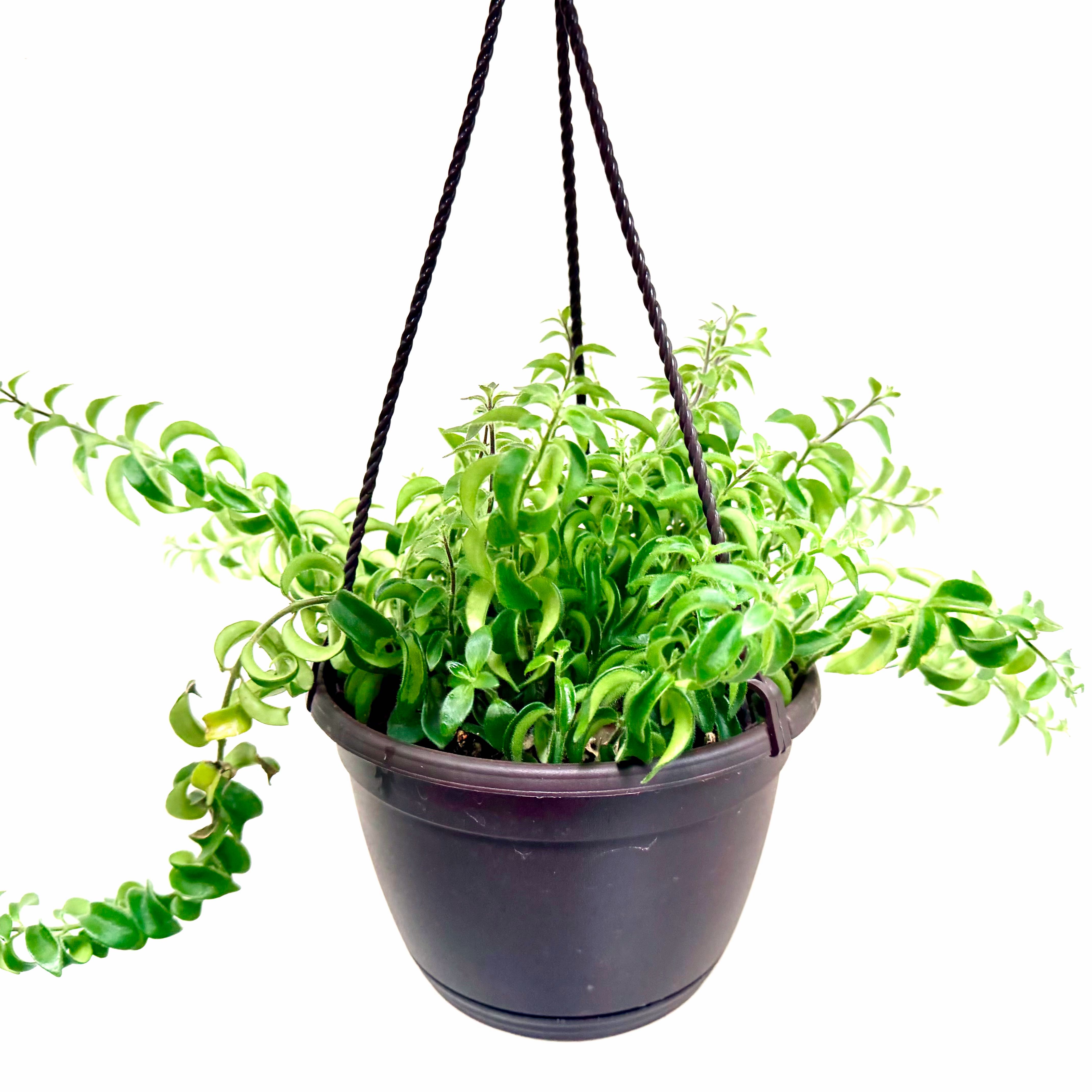 Photo of the plant species Twisted Lipstick Plant by @Lynnja named Lipstick - Rasta on Greg, the plant care app