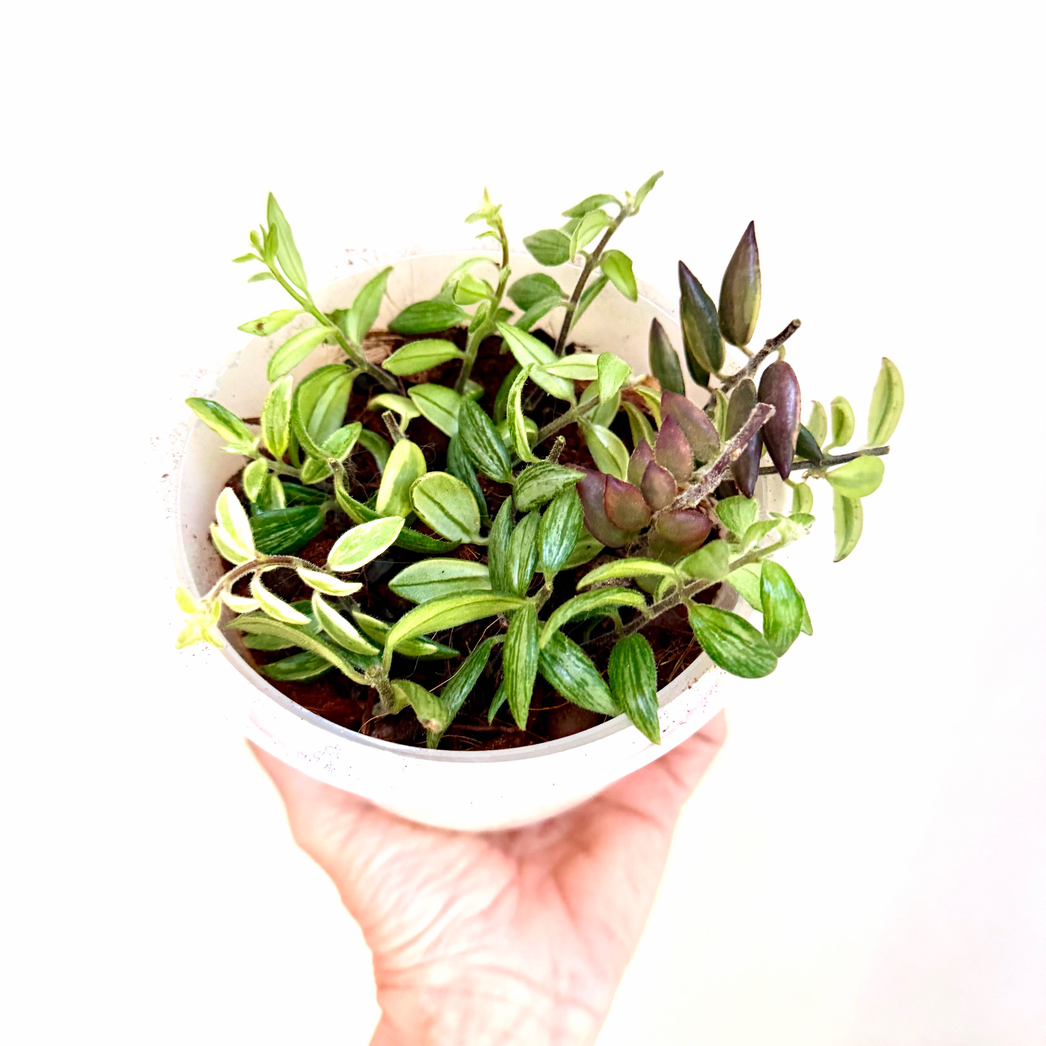 Photo of the plant species Bolero Bicolor Lipstick by @Lynnja named Lipstick- Bolero prop on Greg, the plant care app