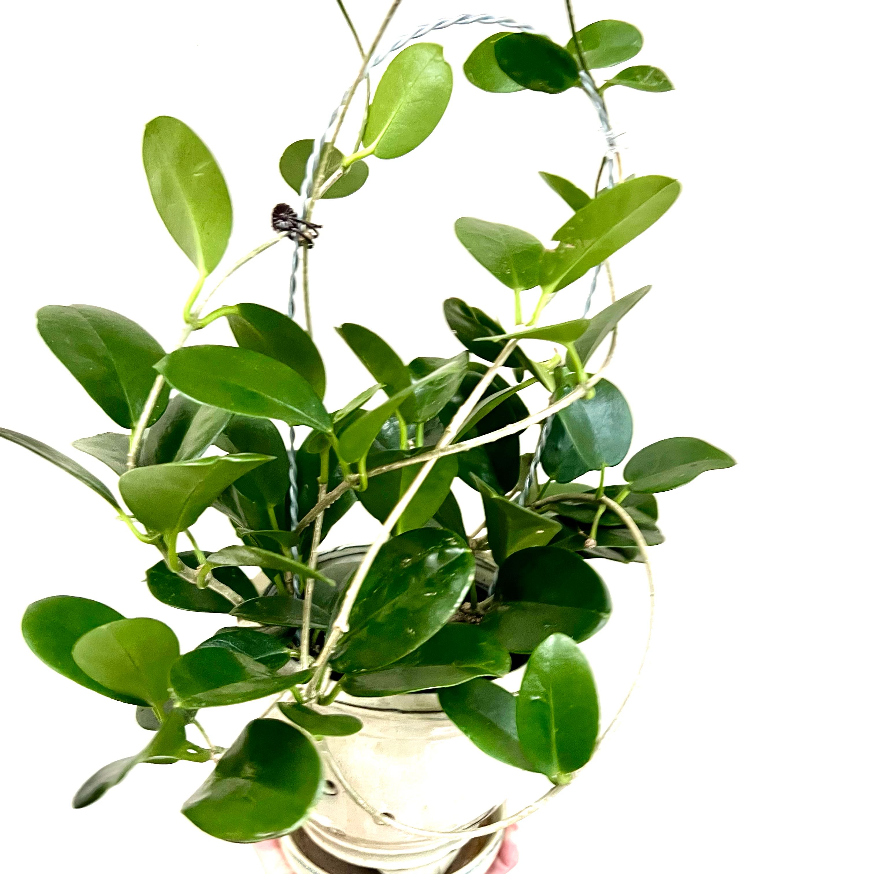 Waxvine plant in a pot with healthy green leaves, supported by a wire structure.