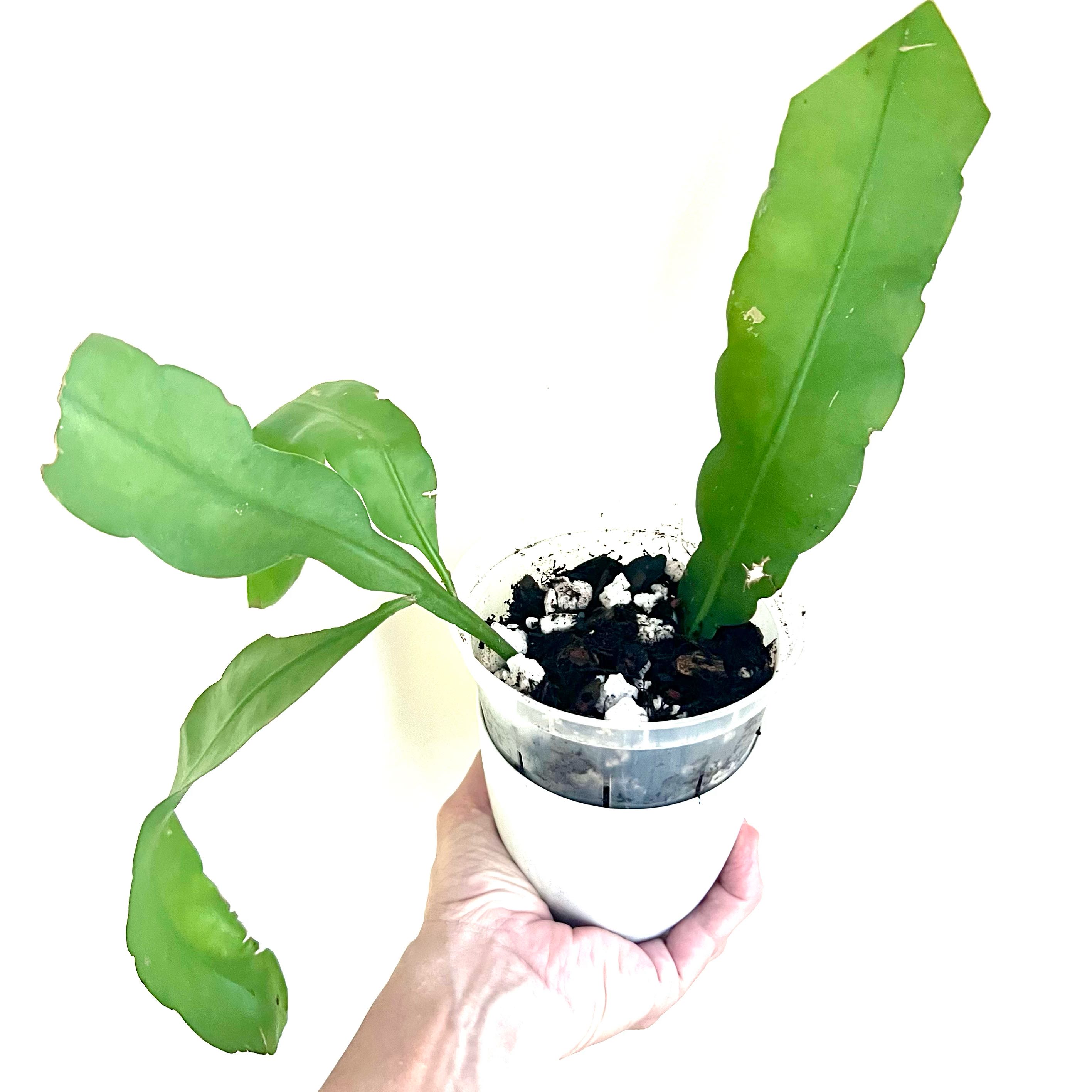 Dutchman's Pipe Cactus in a white pot held by a hand, with visible soil and healthy green leaves.