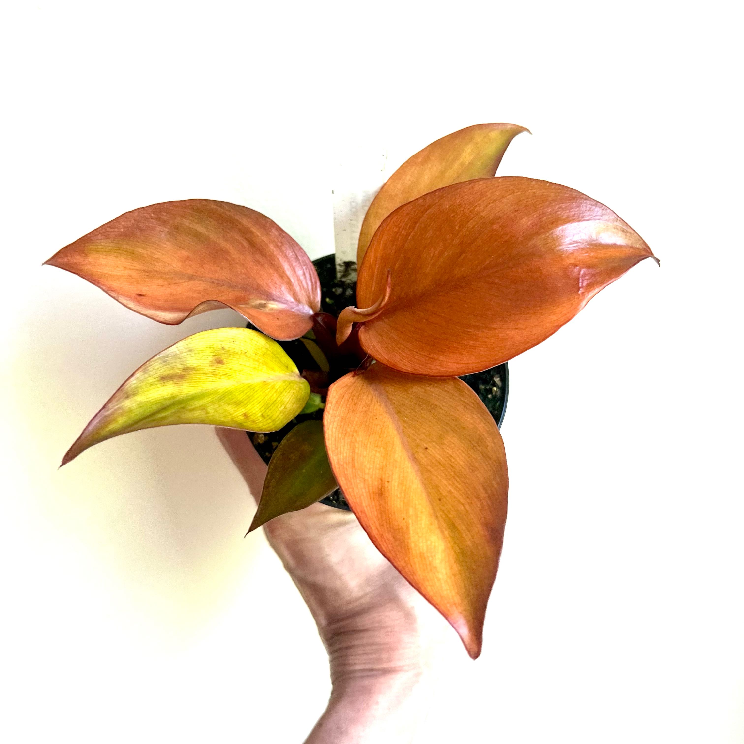 McColley's Finale plant with vibrant orange and red leaves, some yellowing, held by a hand.