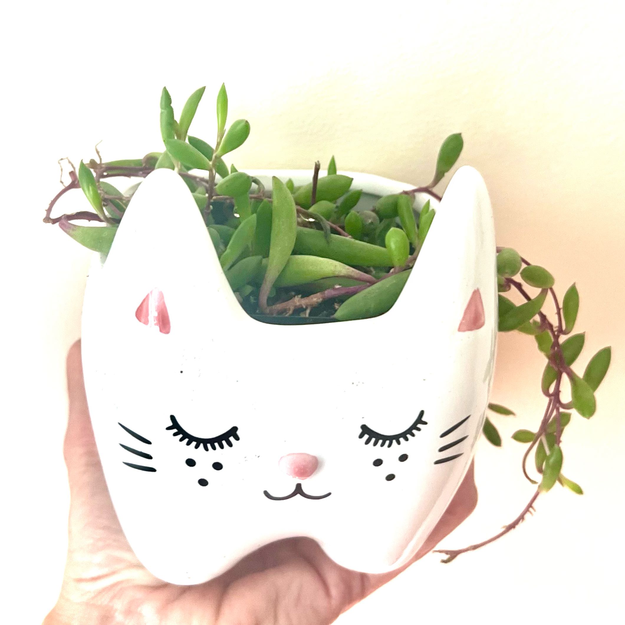 String of Pickles plant in a decorative cat-shaped pot, held by a hand.