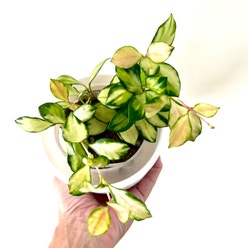 Hoya heuschkeliana variegata plant