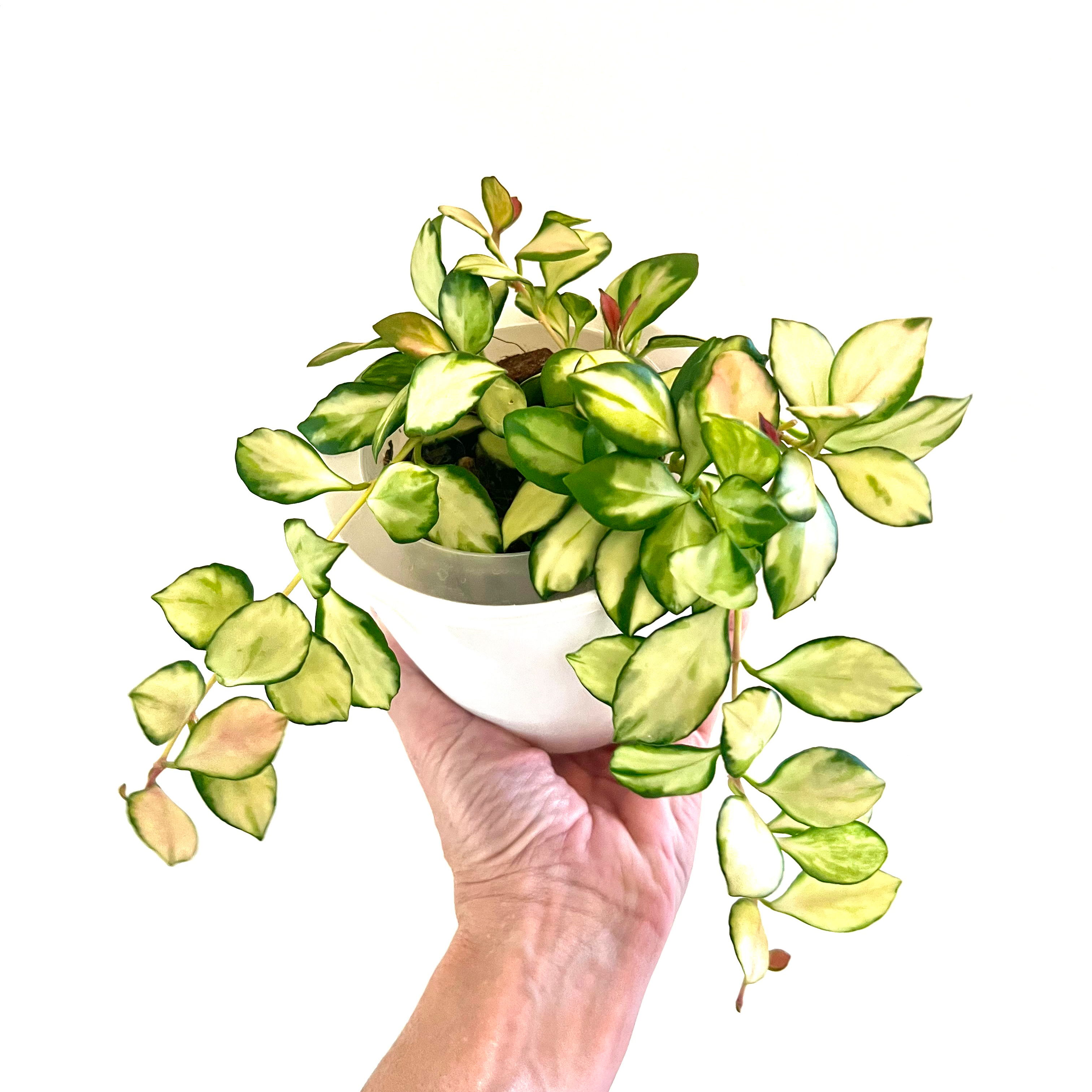 Hoya heuschkeliana variegata plant with variegated leaves held by a hand.