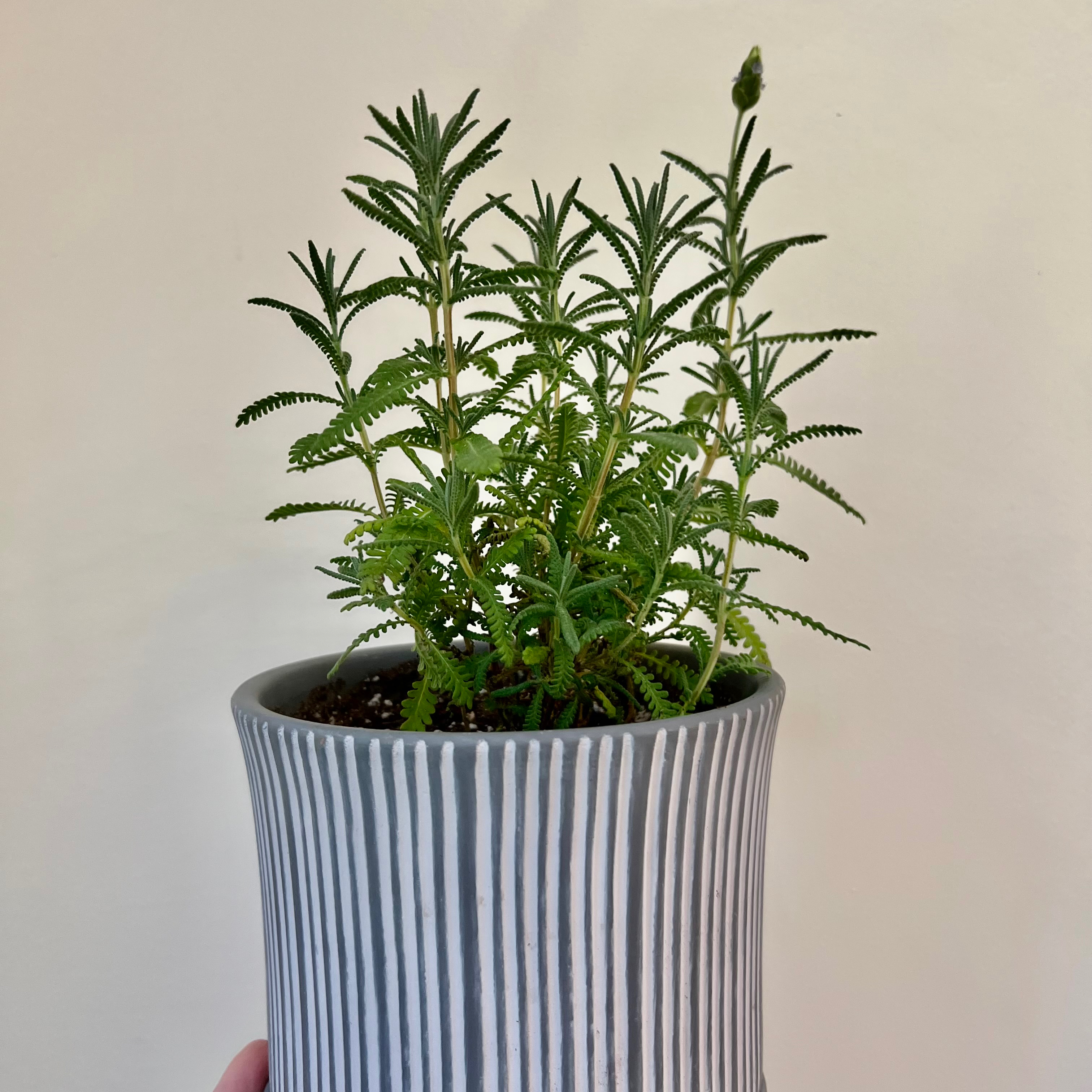 Potted French Lavender plant with healthy green foliage in a striped pot.