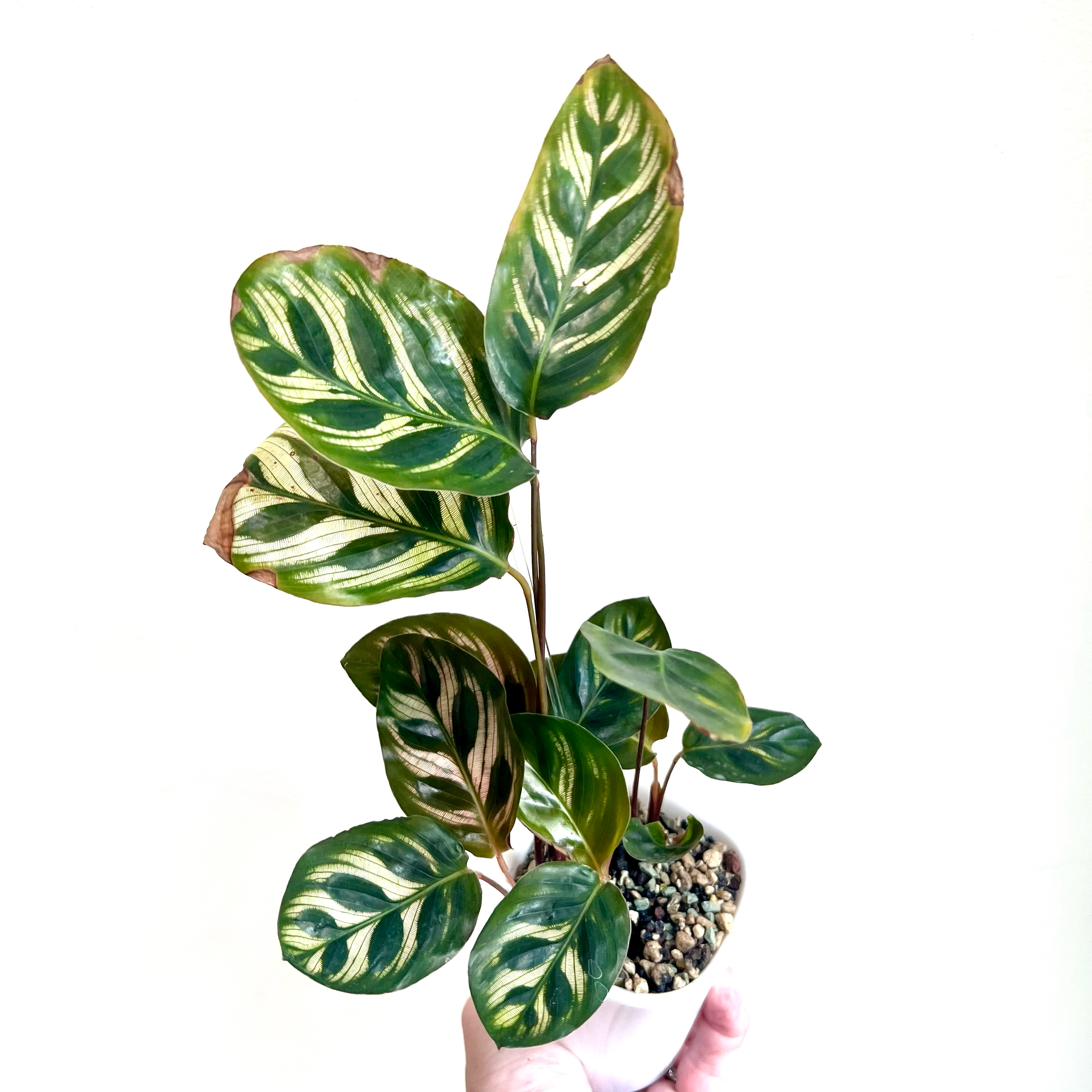 Cathedral Windows plant with variegated leaves, some browning at edges, potted in a small container.