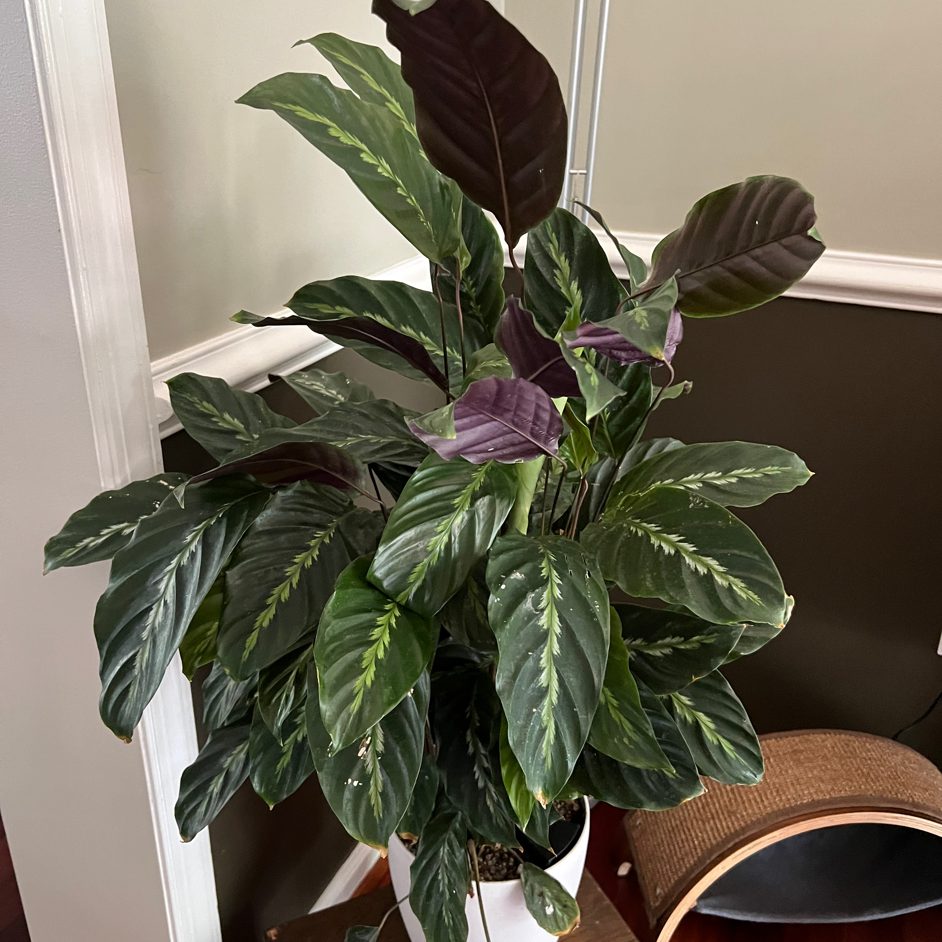 Healthy Prayer Plant 'Maui Queen' with vibrant green leaves and distinctive patterns.