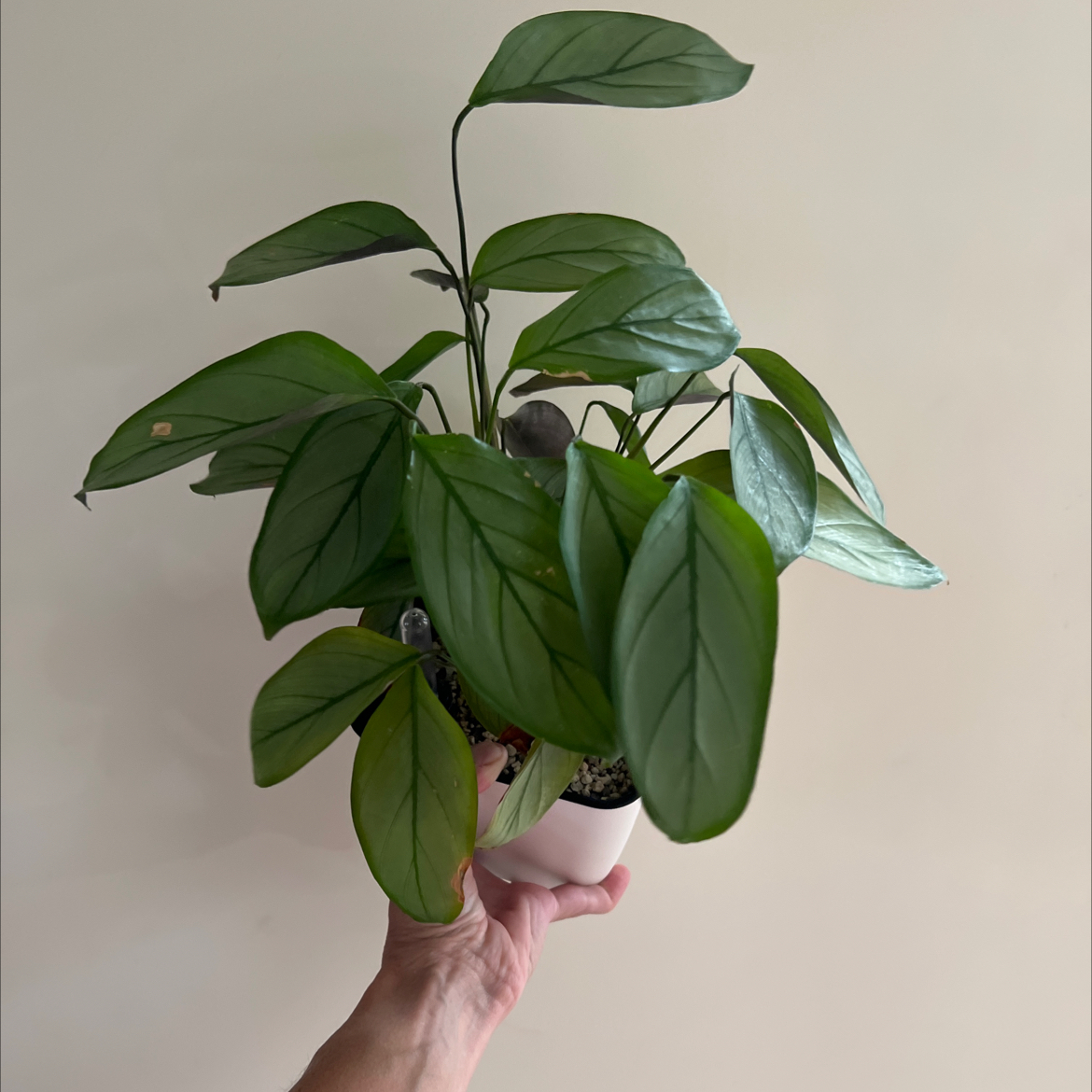 Healthy Never Never Plant 'Grey Star' with vibrant green leaves held in a white pot.