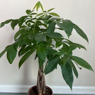 Money Tree plant in Catonsville, Maryland