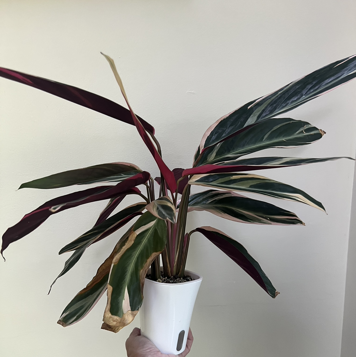 Triostar Stromanthe plant in a white pot with variegated leaves, some browning at the edges.