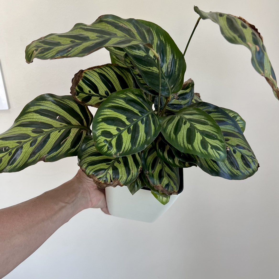 A Cathedral Windows plant with variegated leaves, held by a hand in a white pot.
